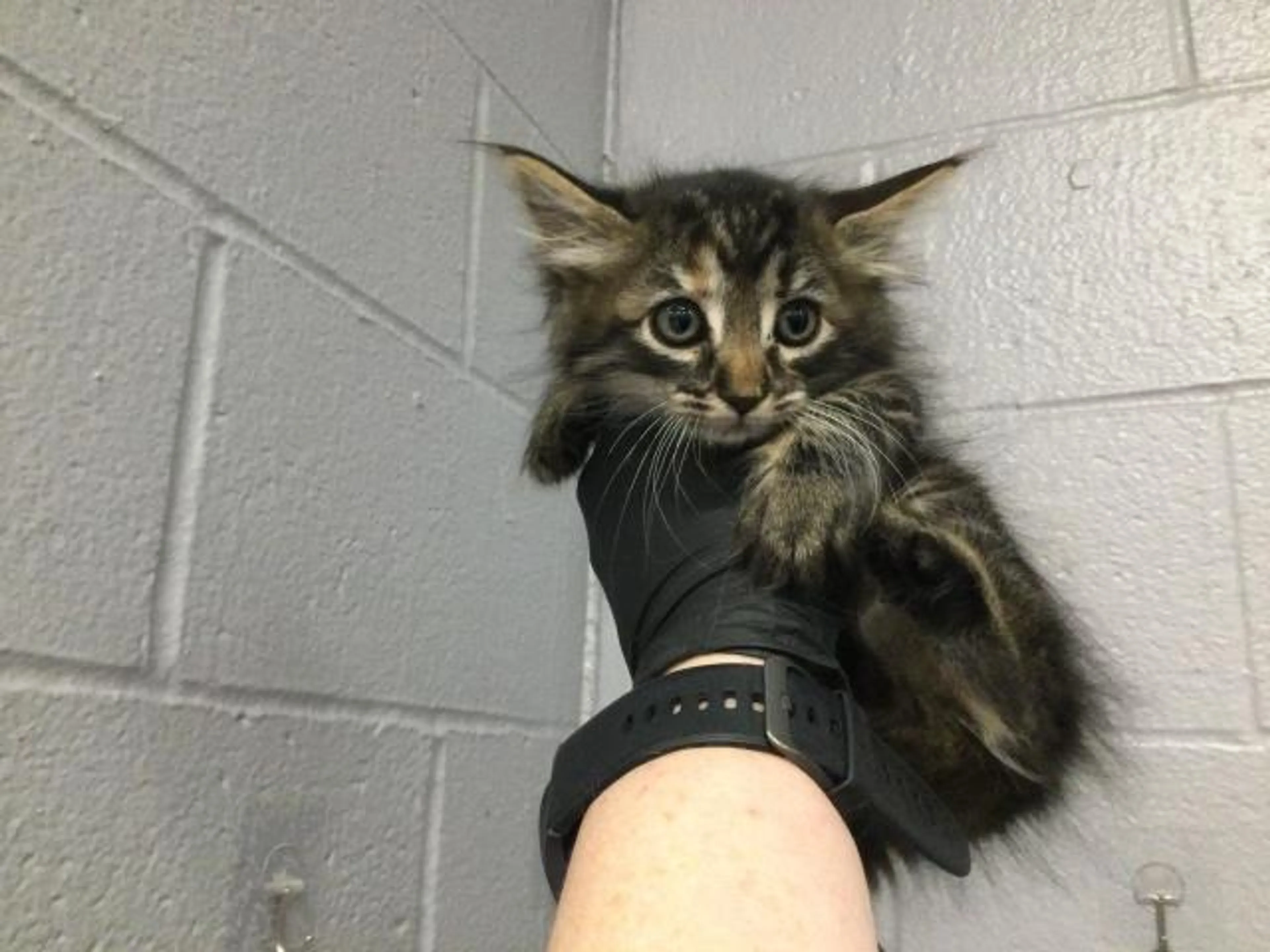Found pet