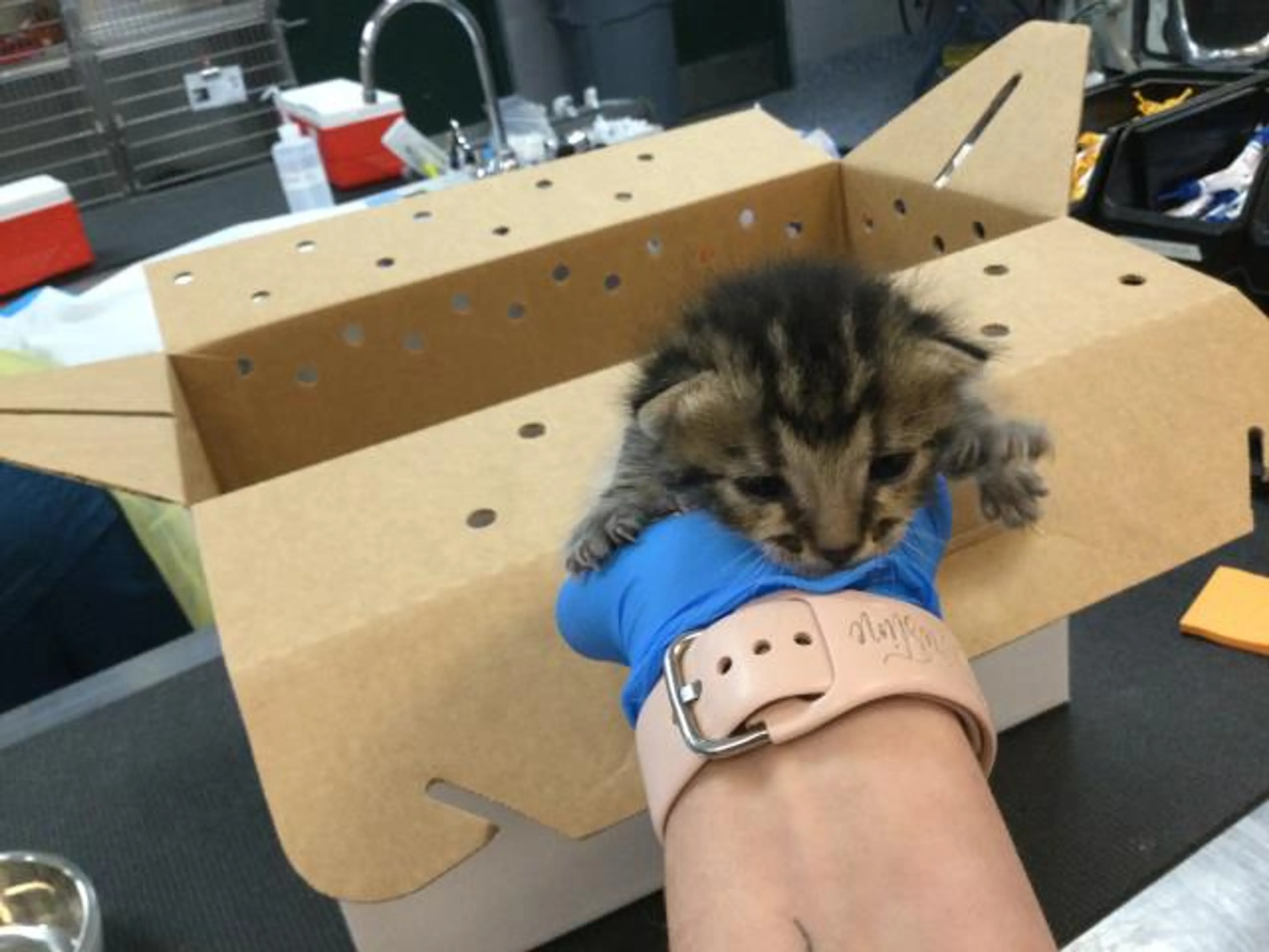 Found pet