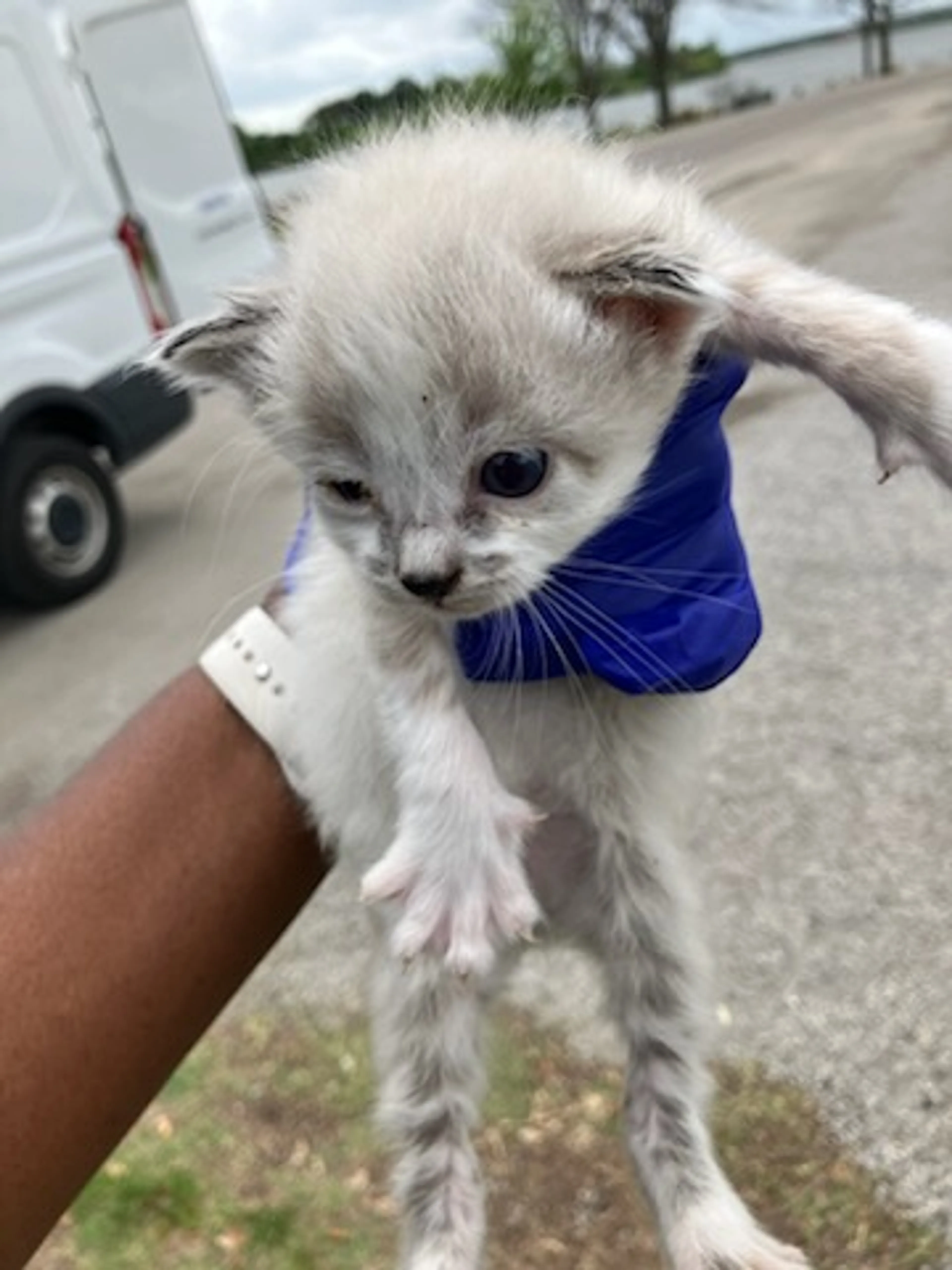 Found pet
