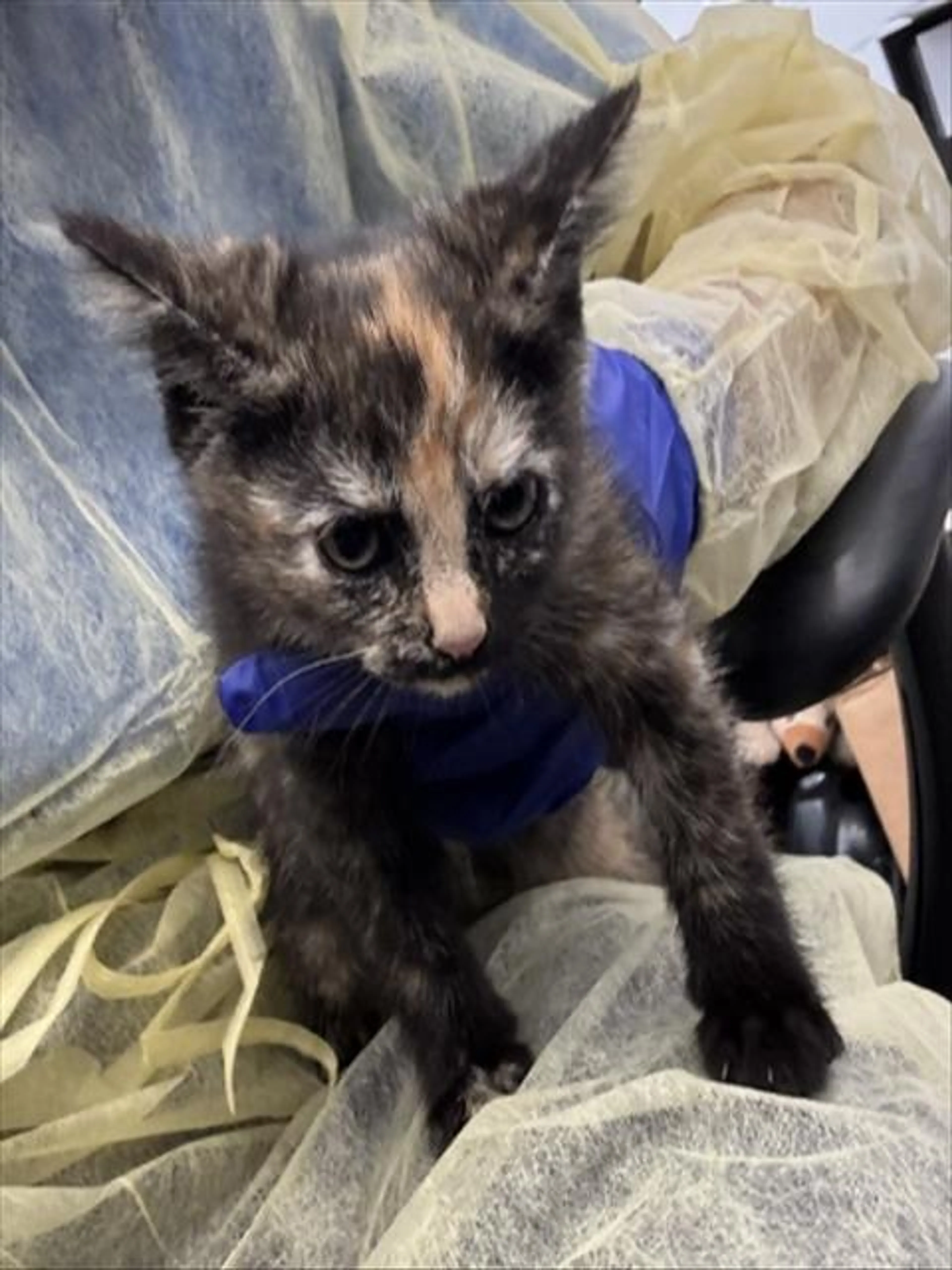 Found pet