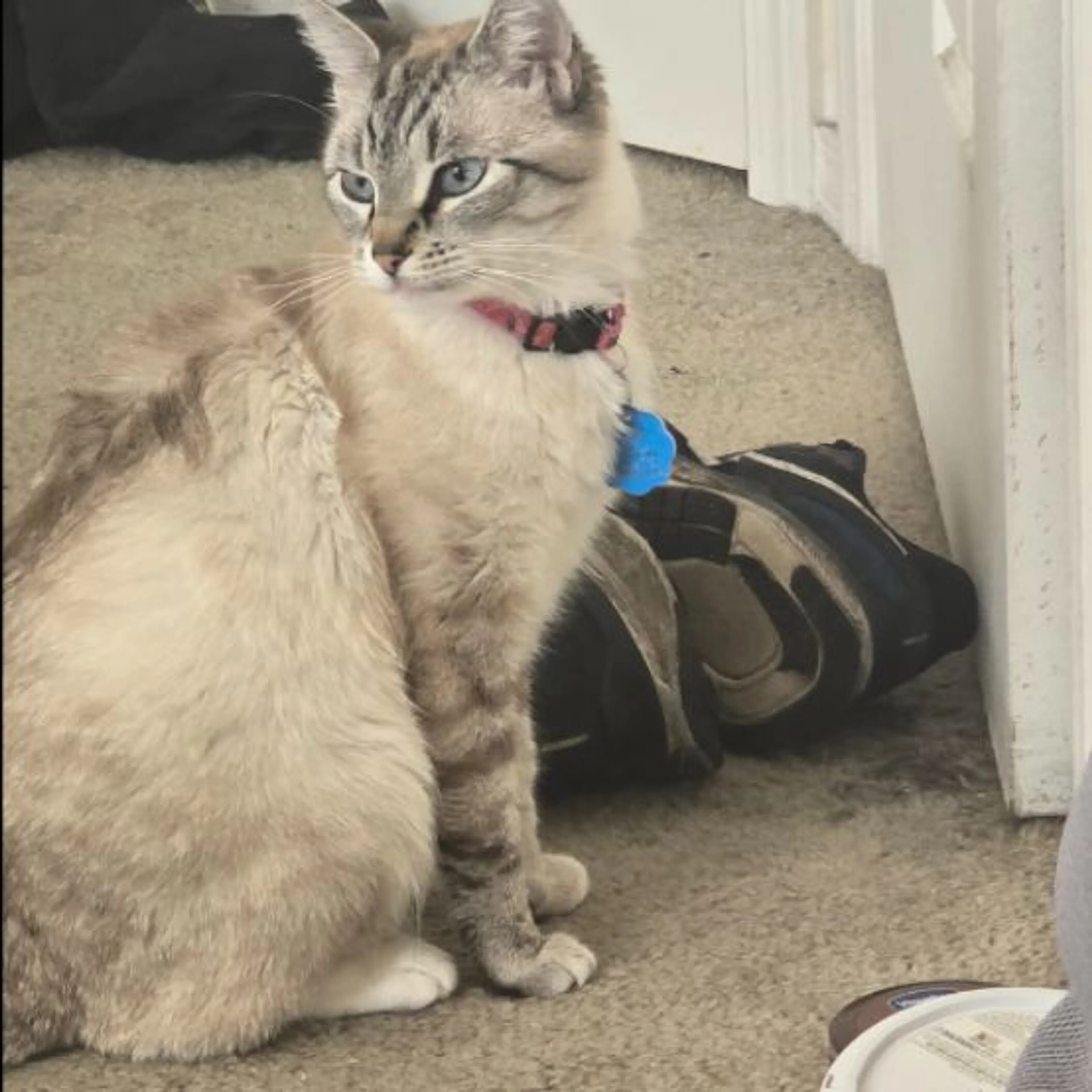 Lost pet