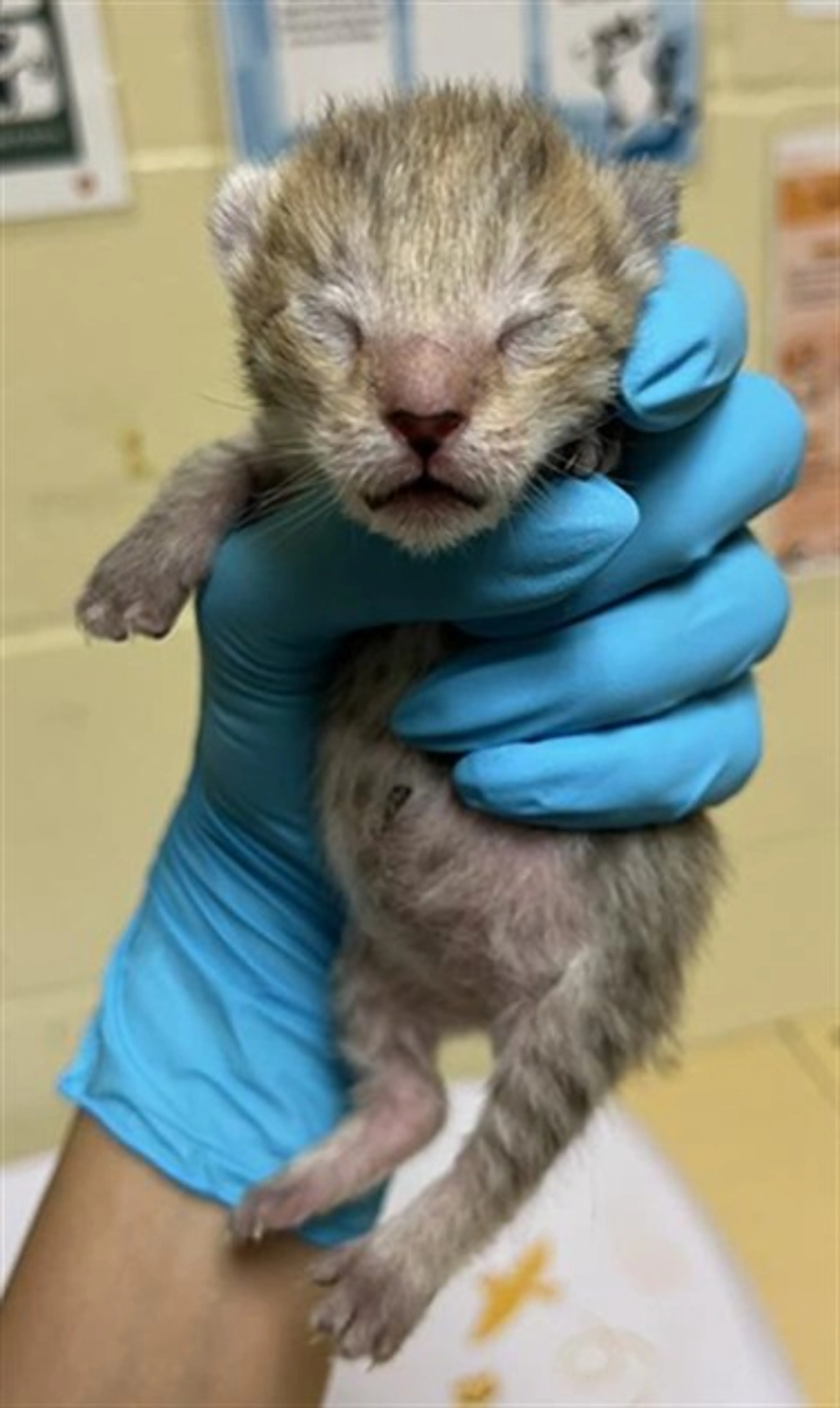Found pet