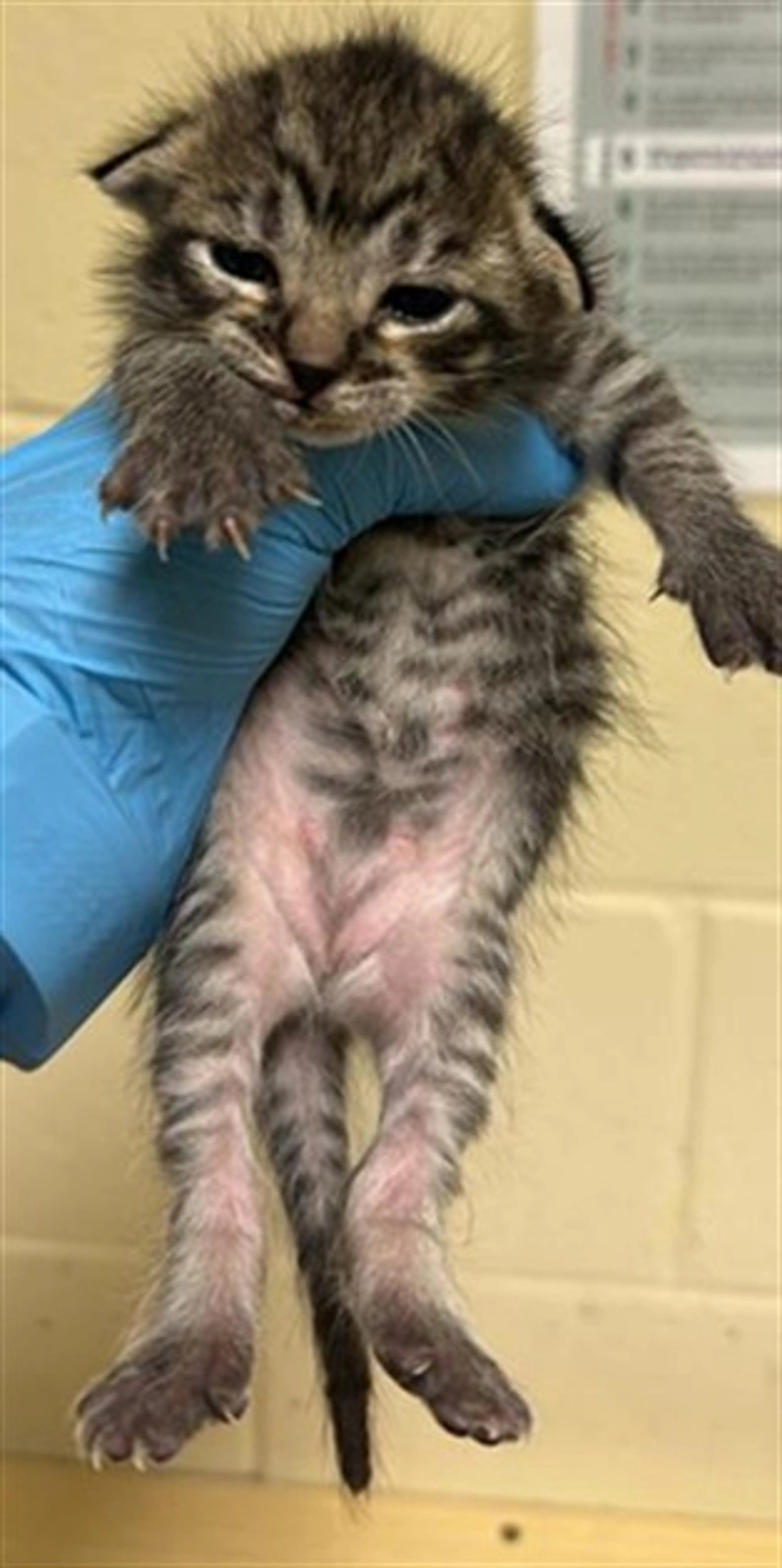 Found pet