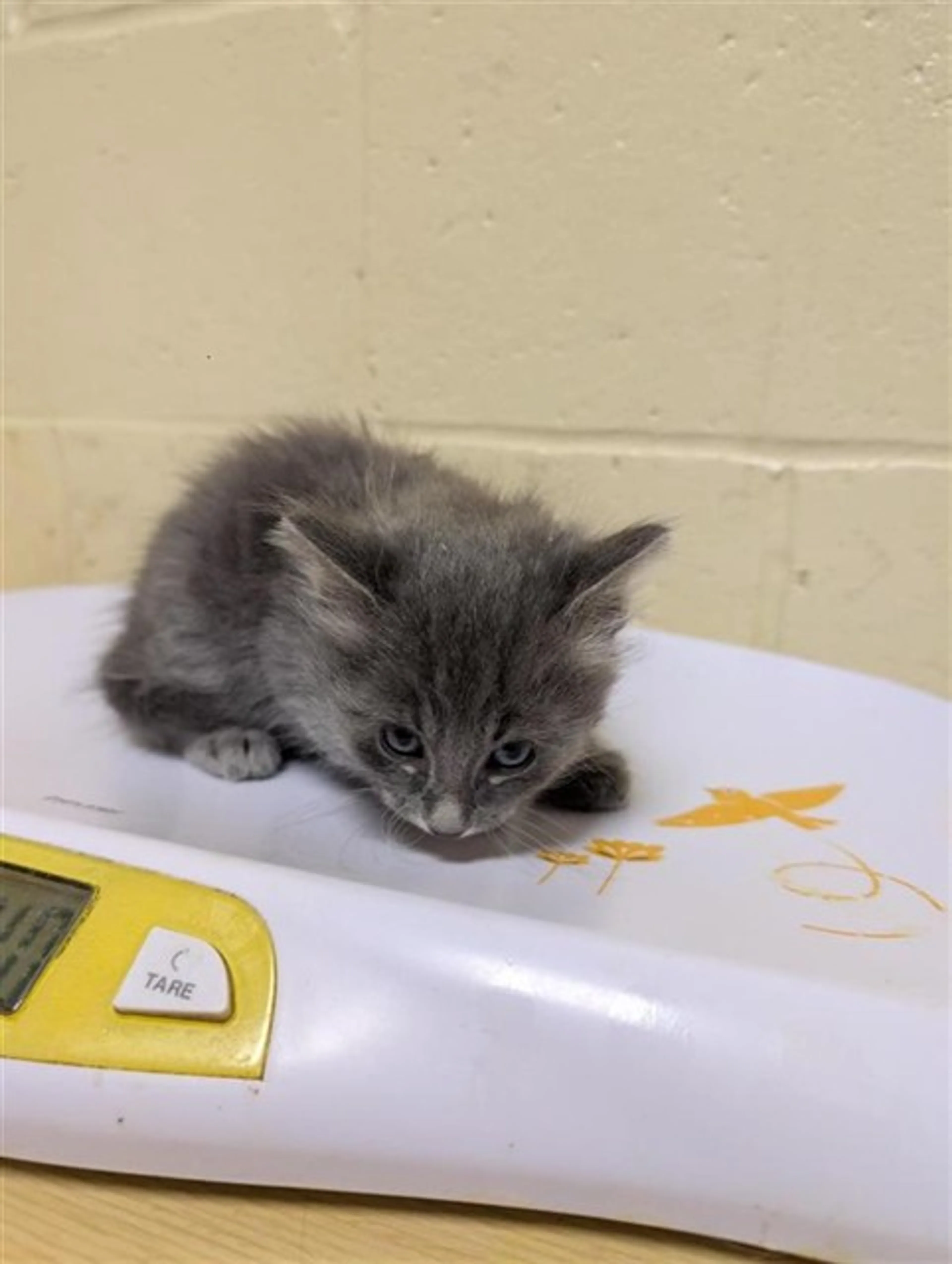 Found pet