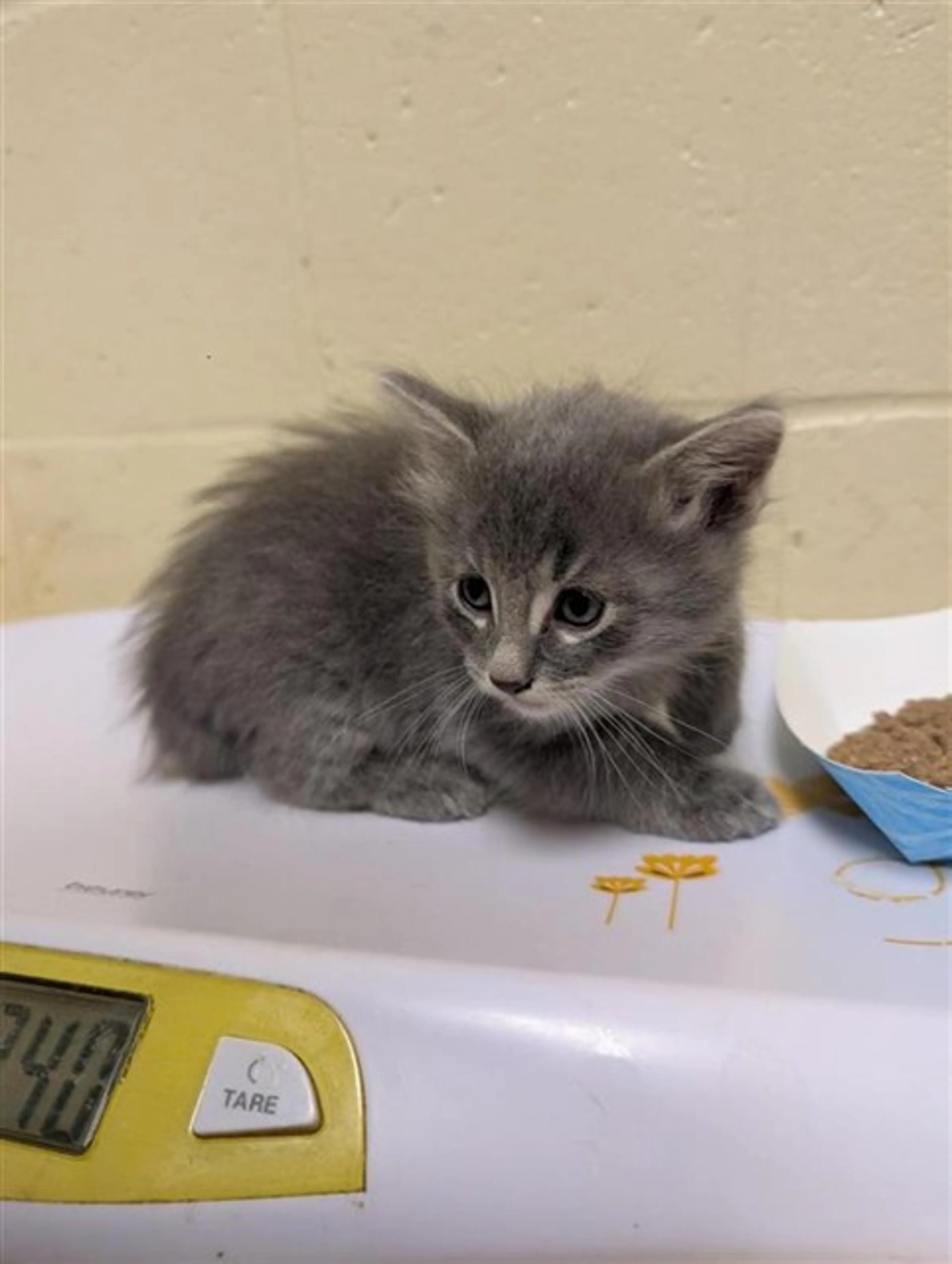 Found pet