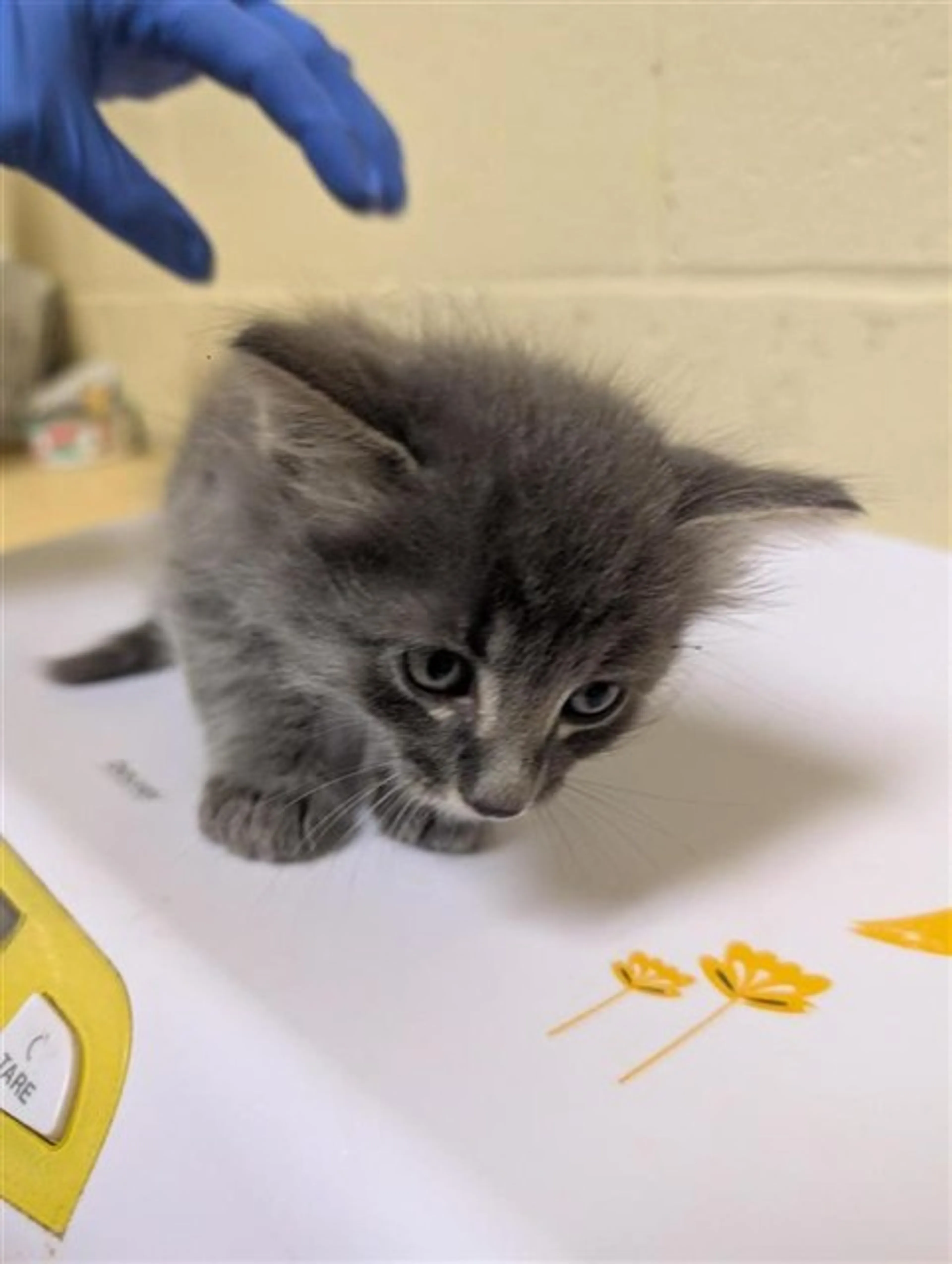 Found pet