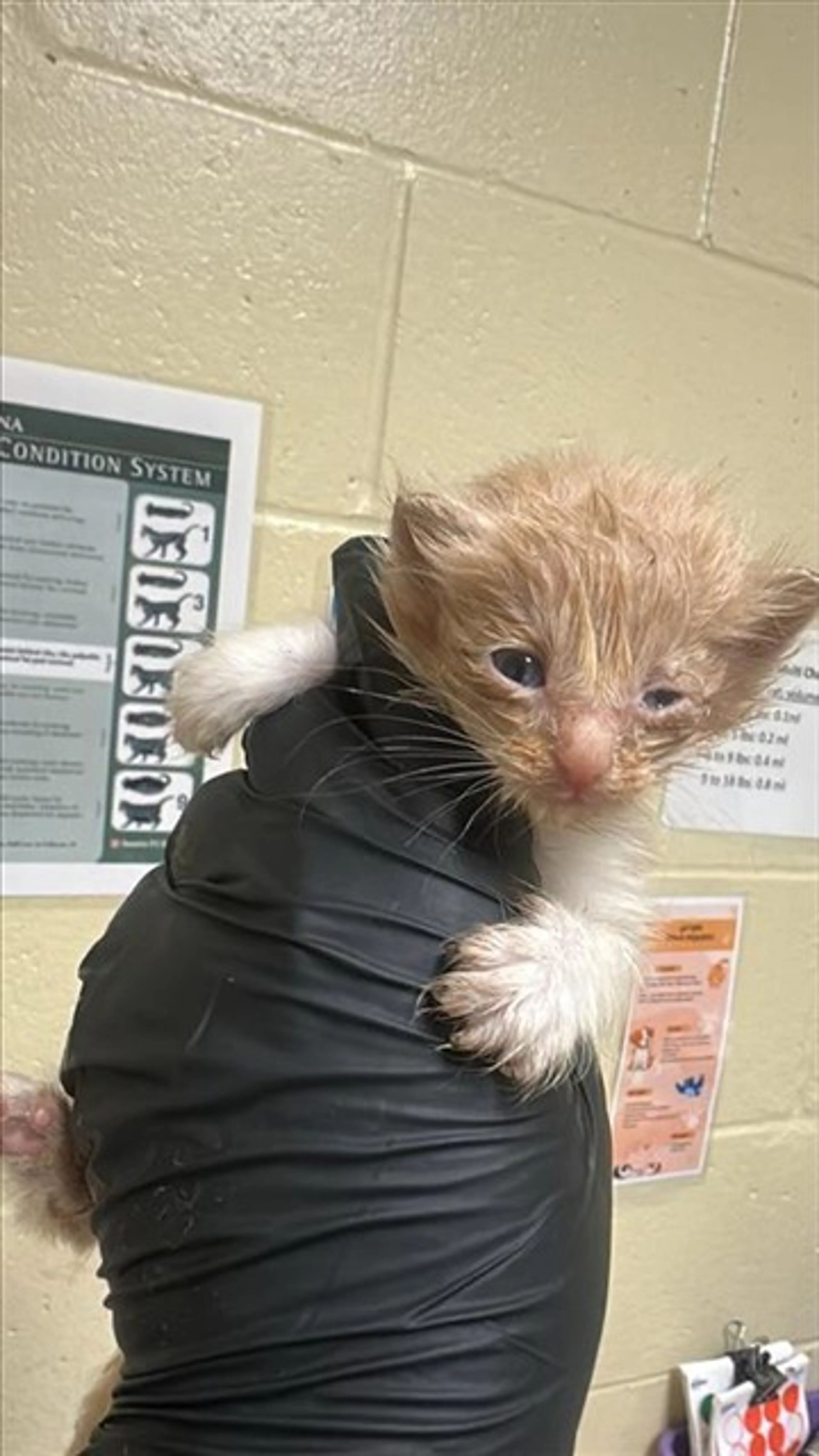 Found pet