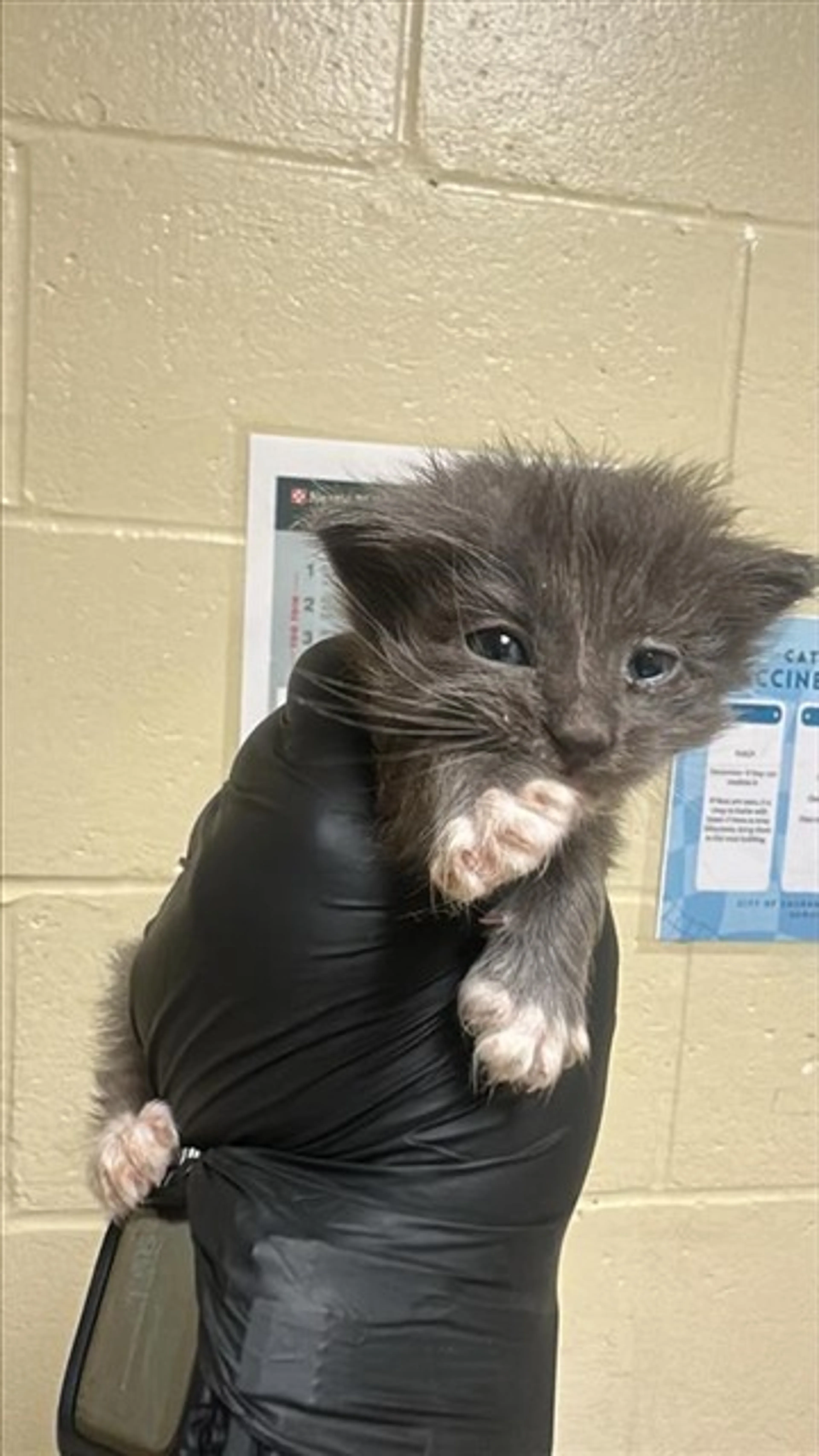 Found pet