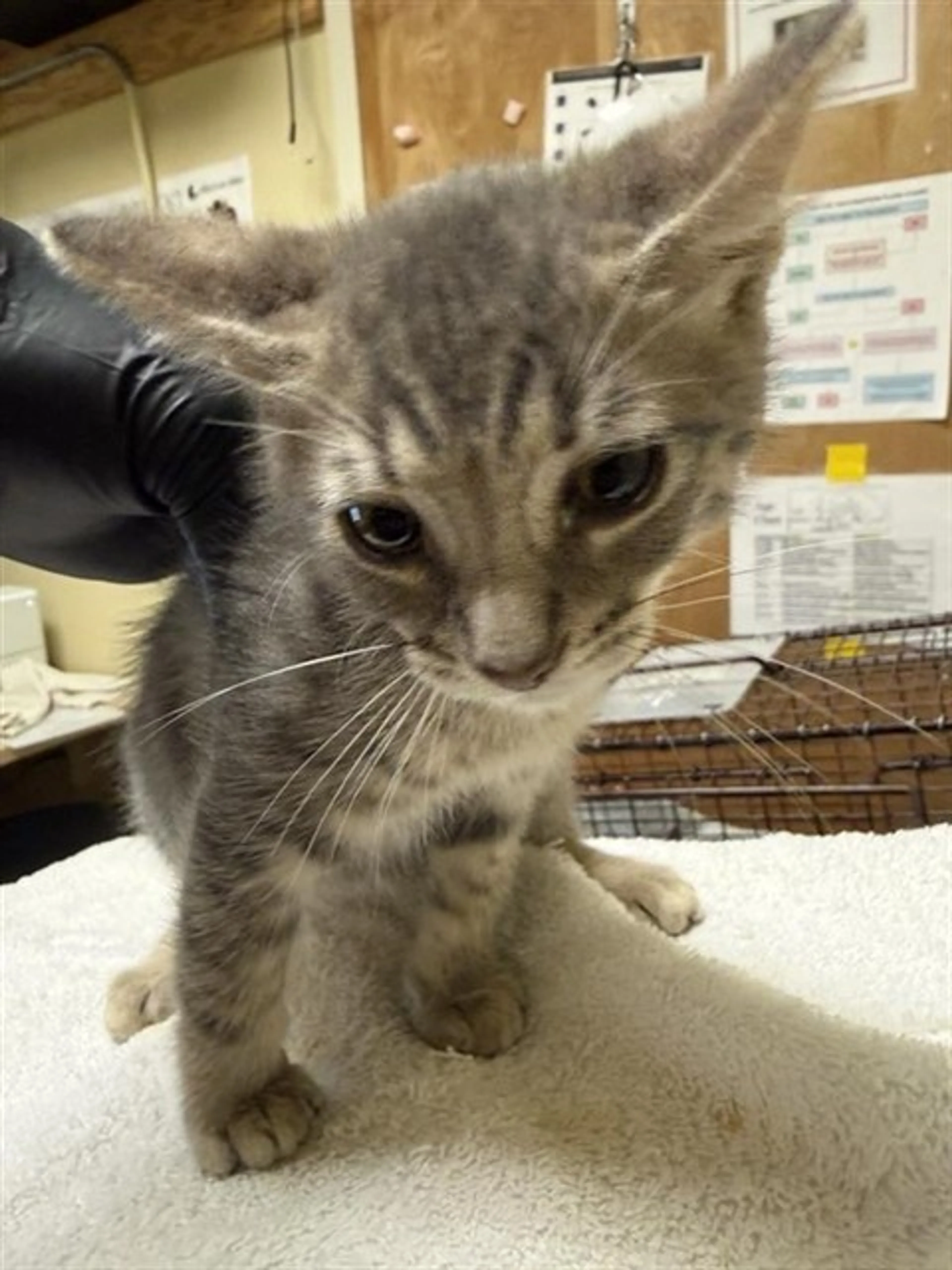 Found pet