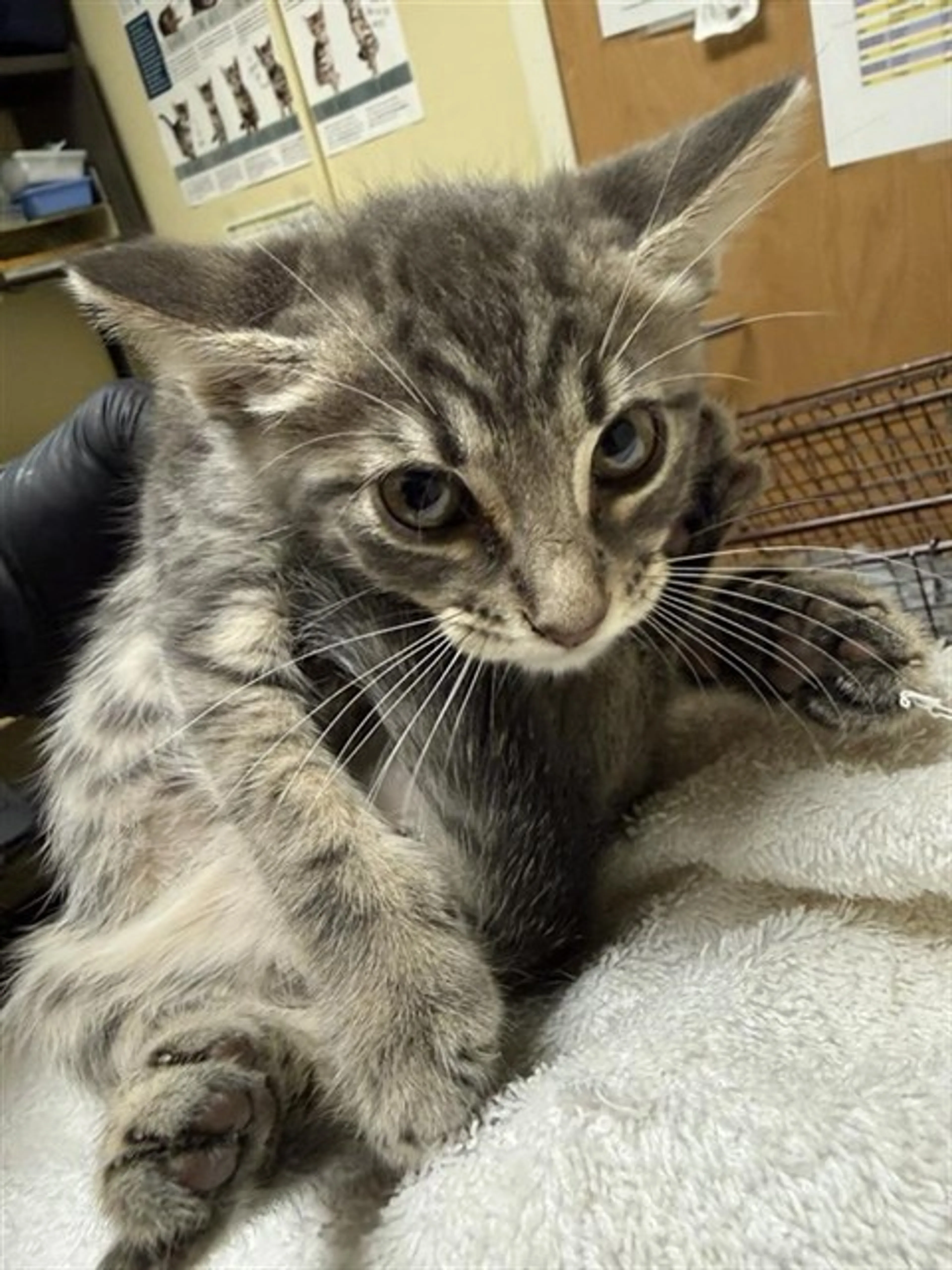 Found pet