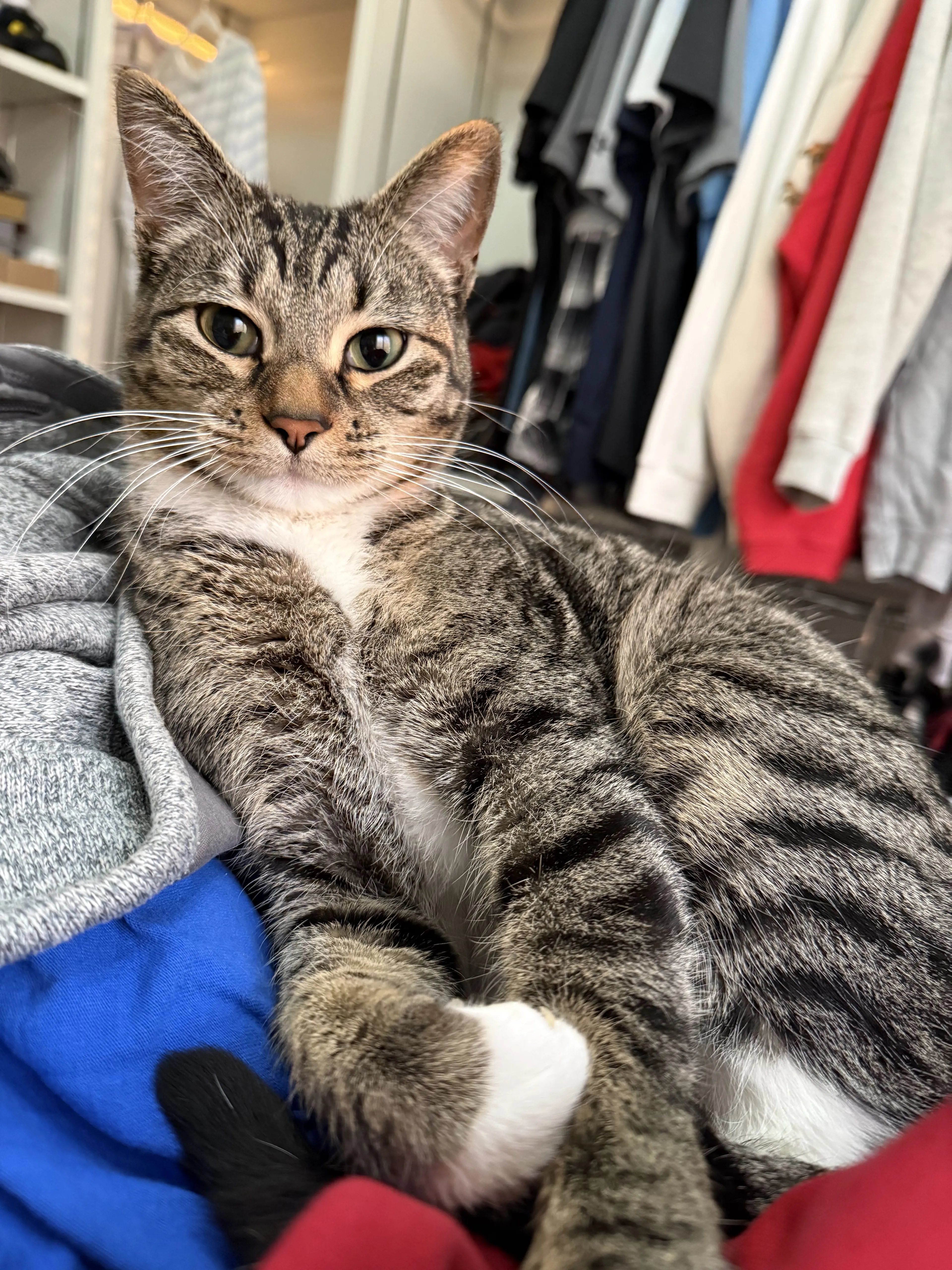 Lost pet-1