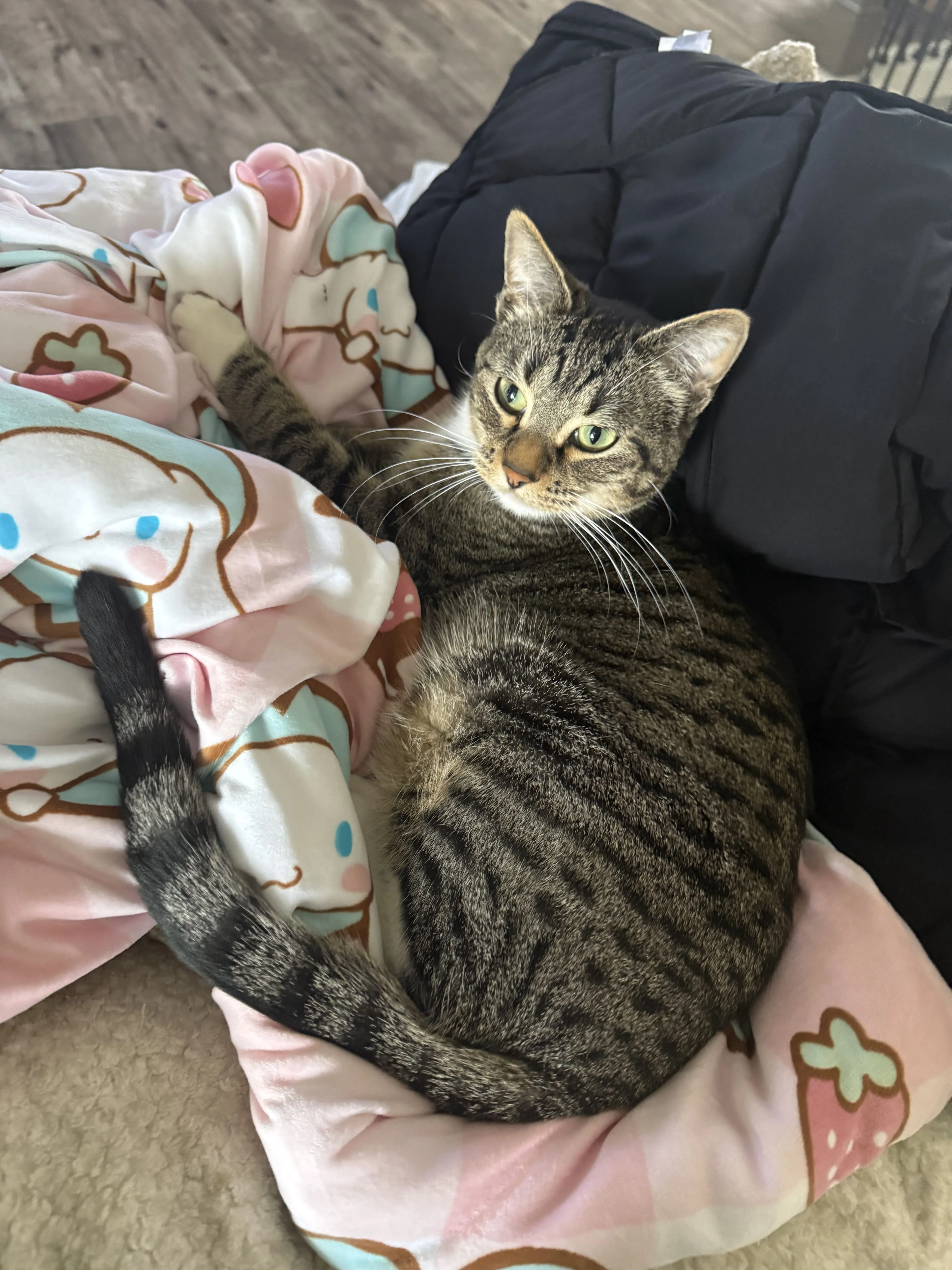Lost pet-2
