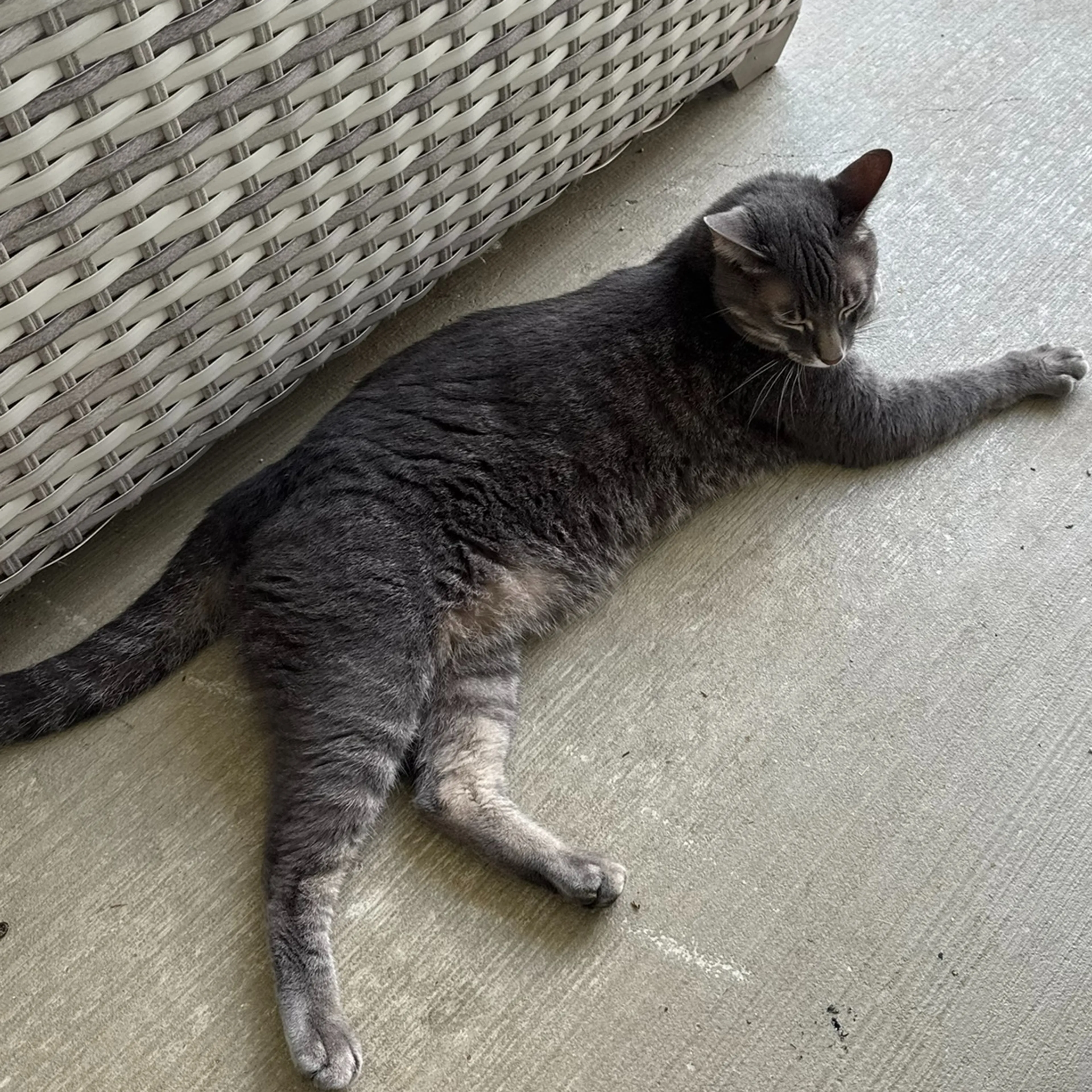 Found pet-1