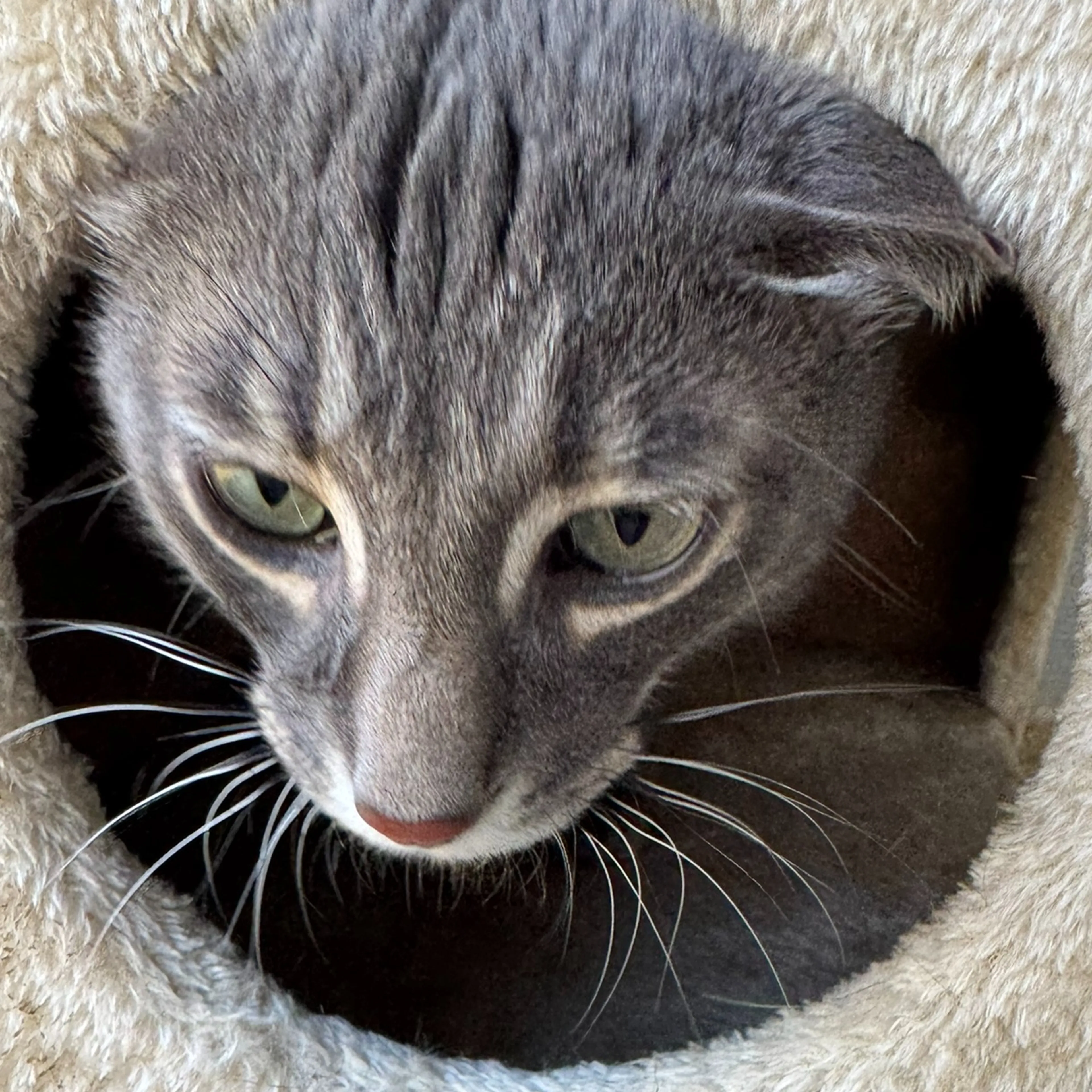 Found pet-2