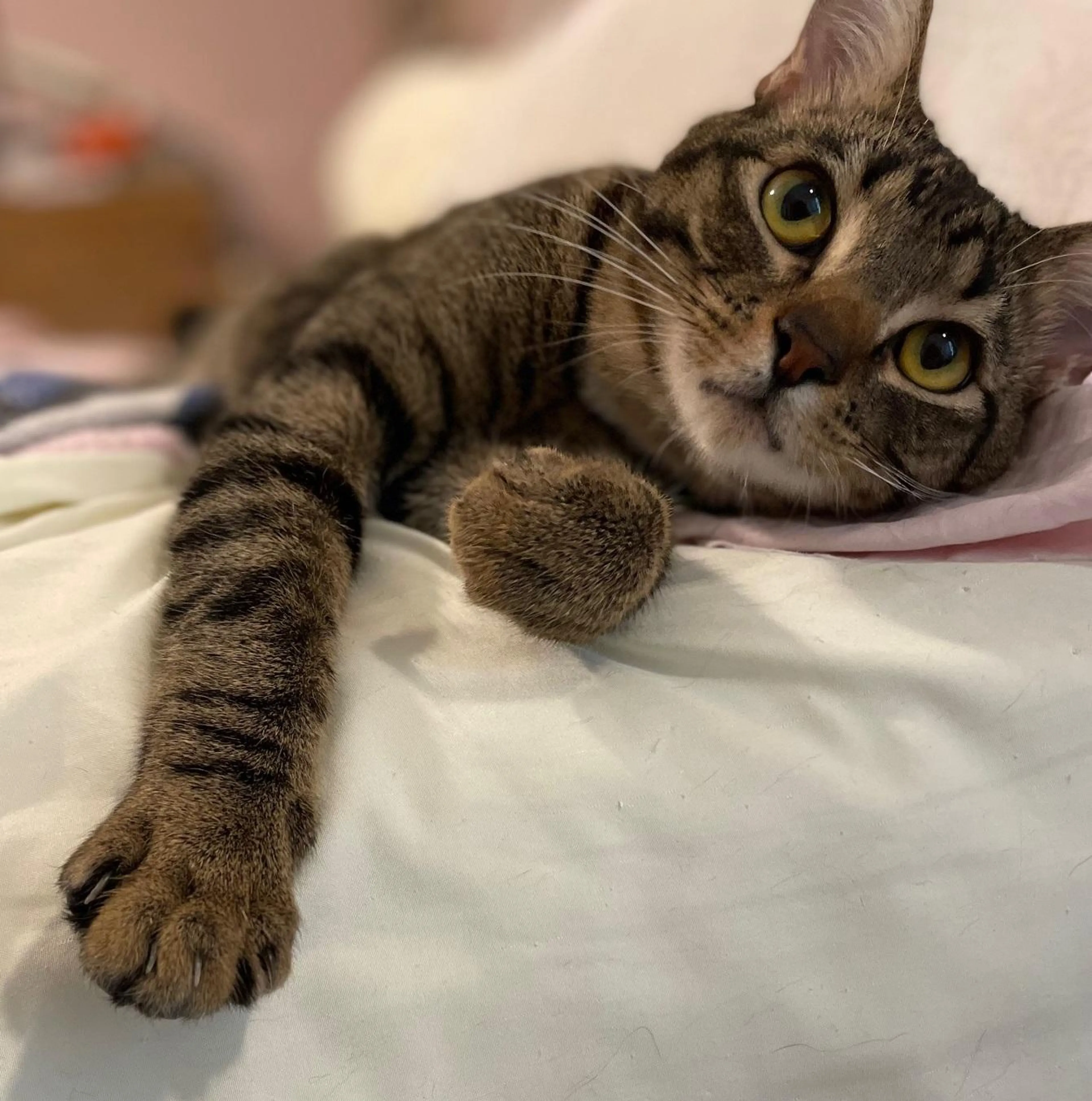 cdn image