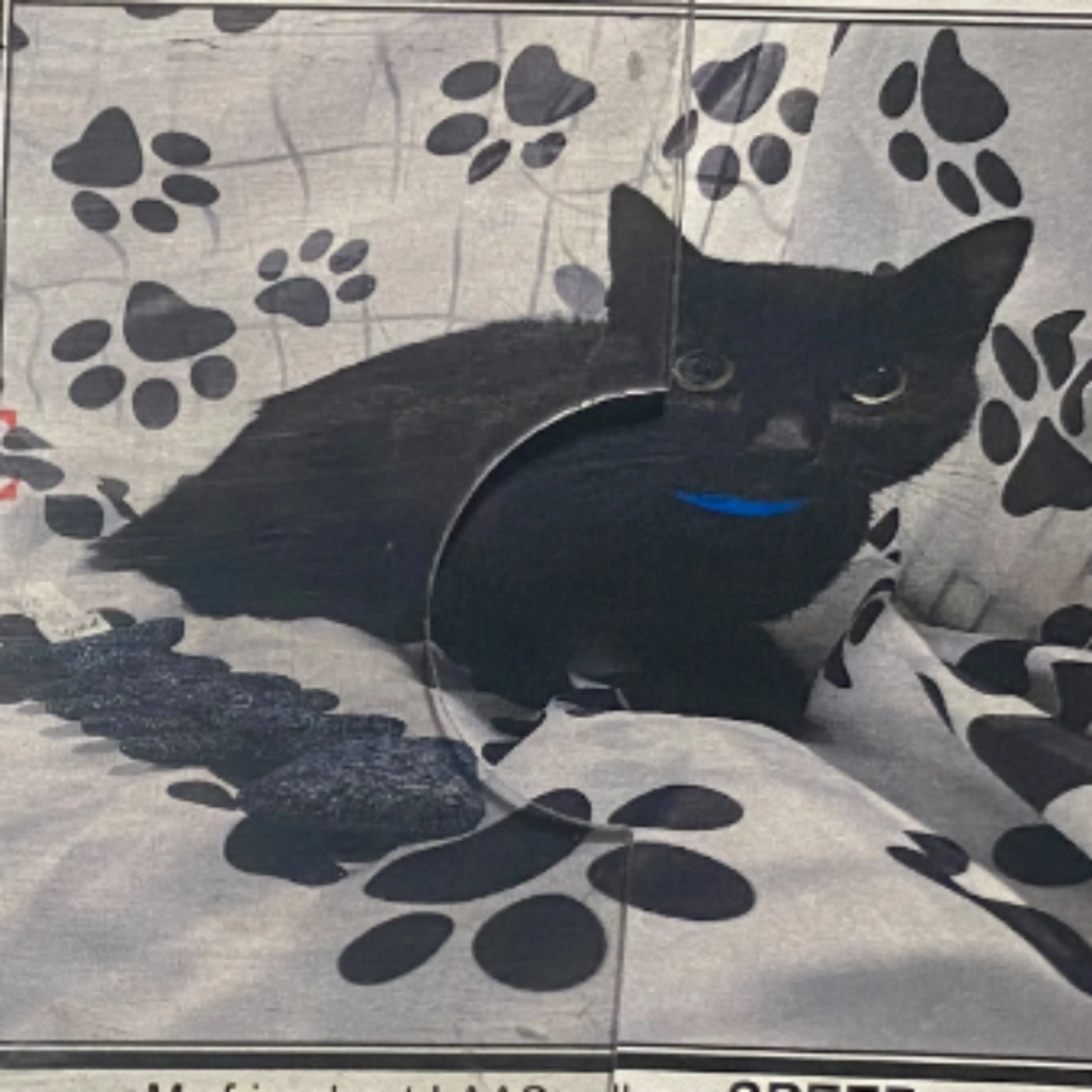 Lost pet