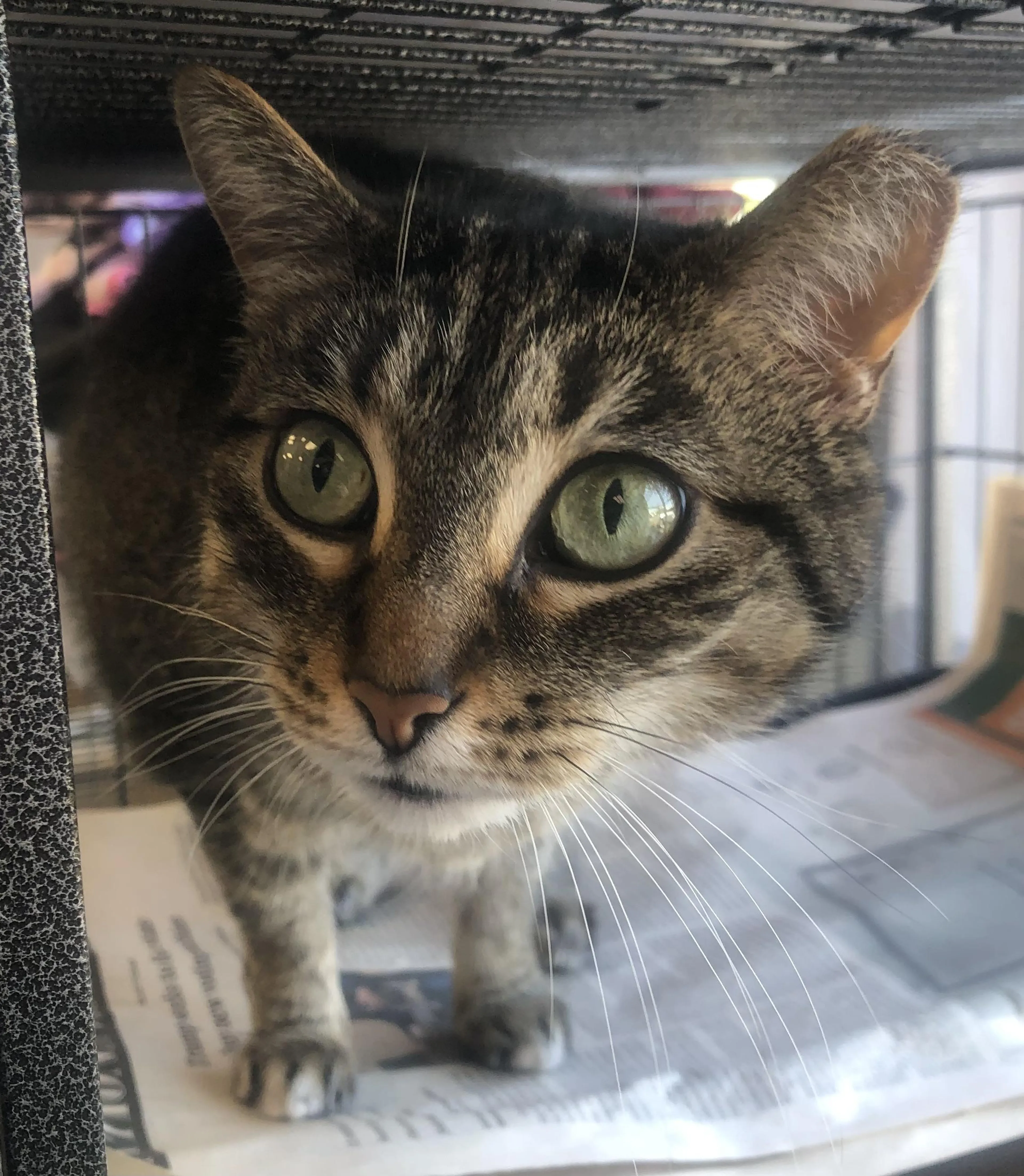 Found pet