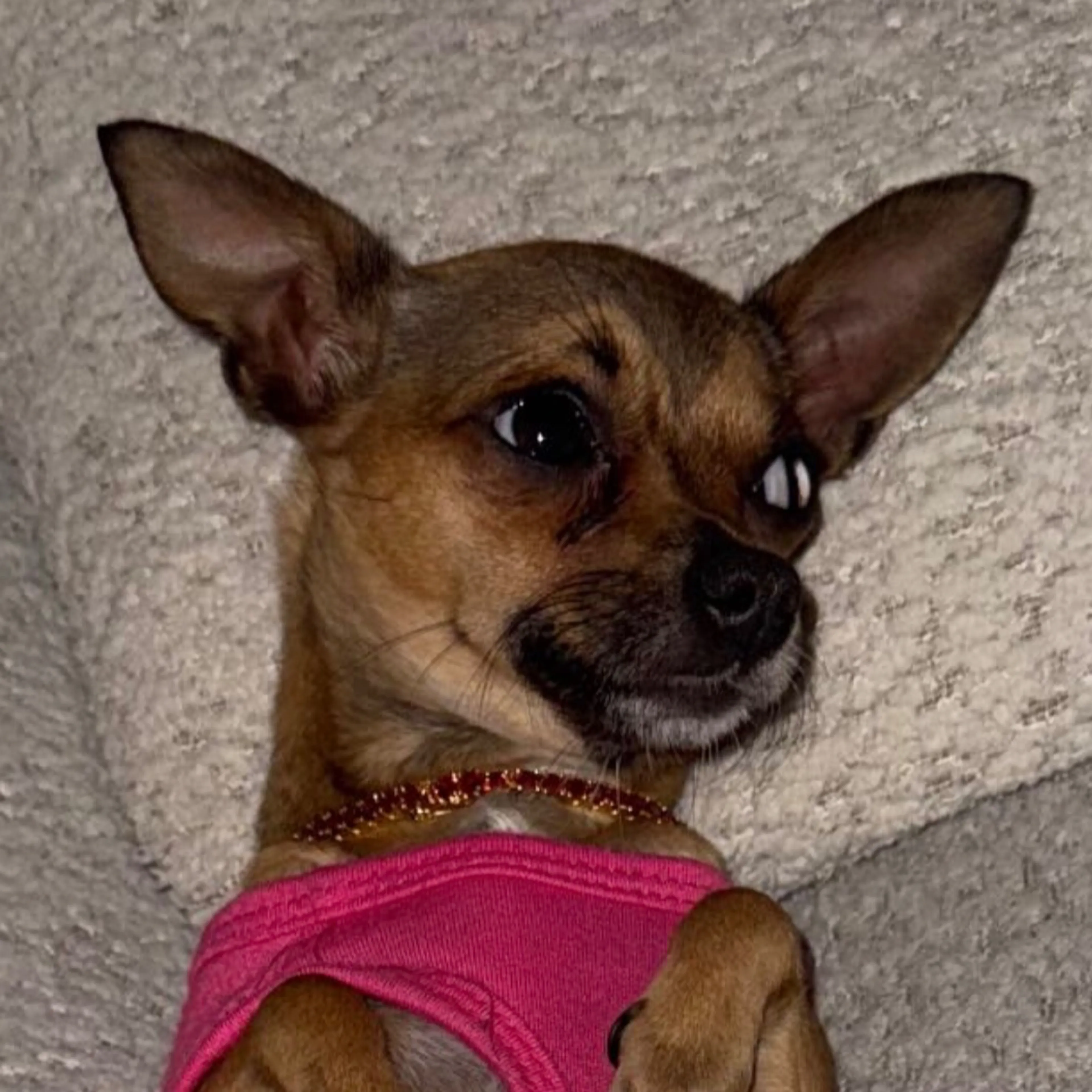 Lost pet-2