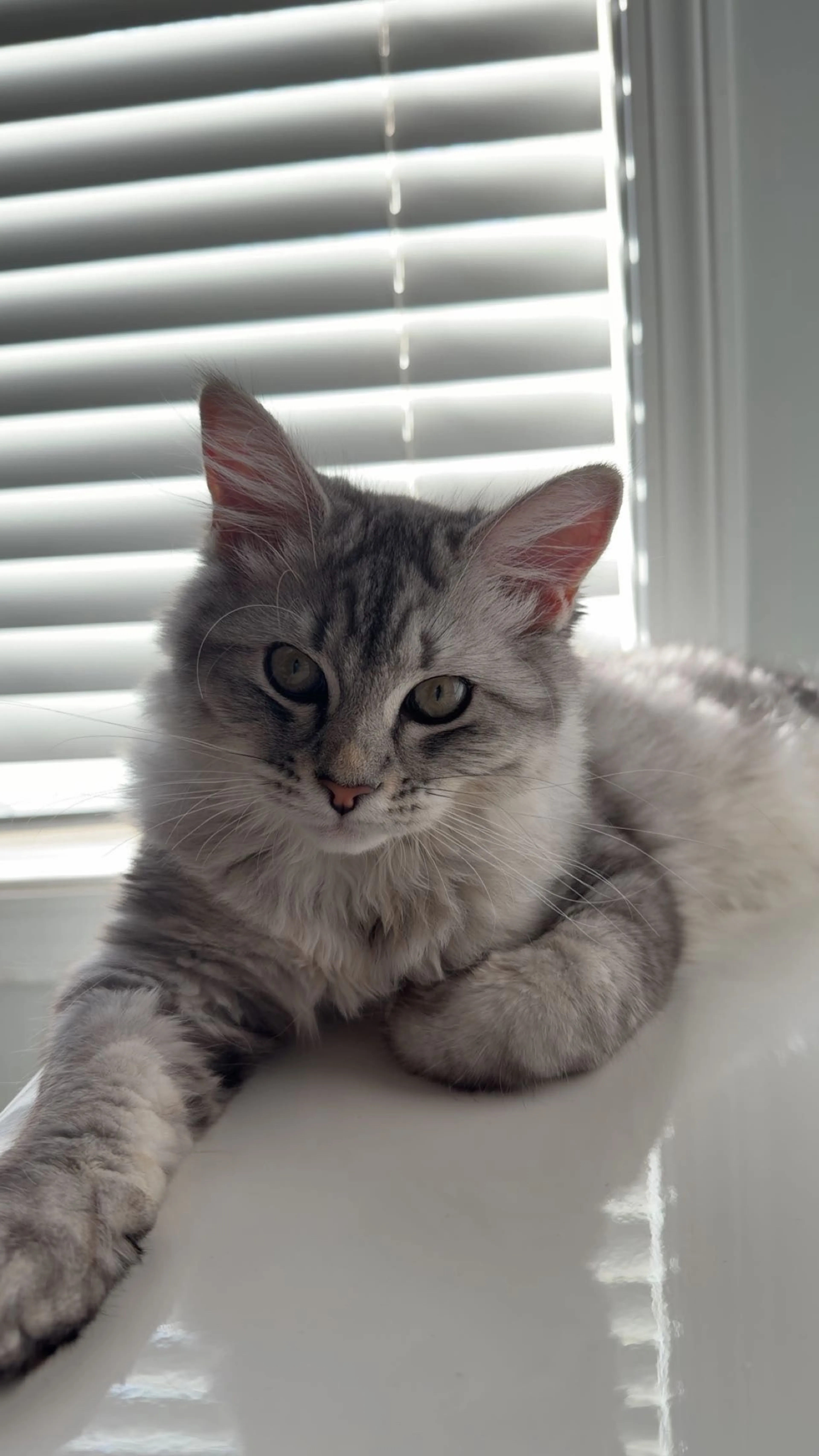 Lost pet