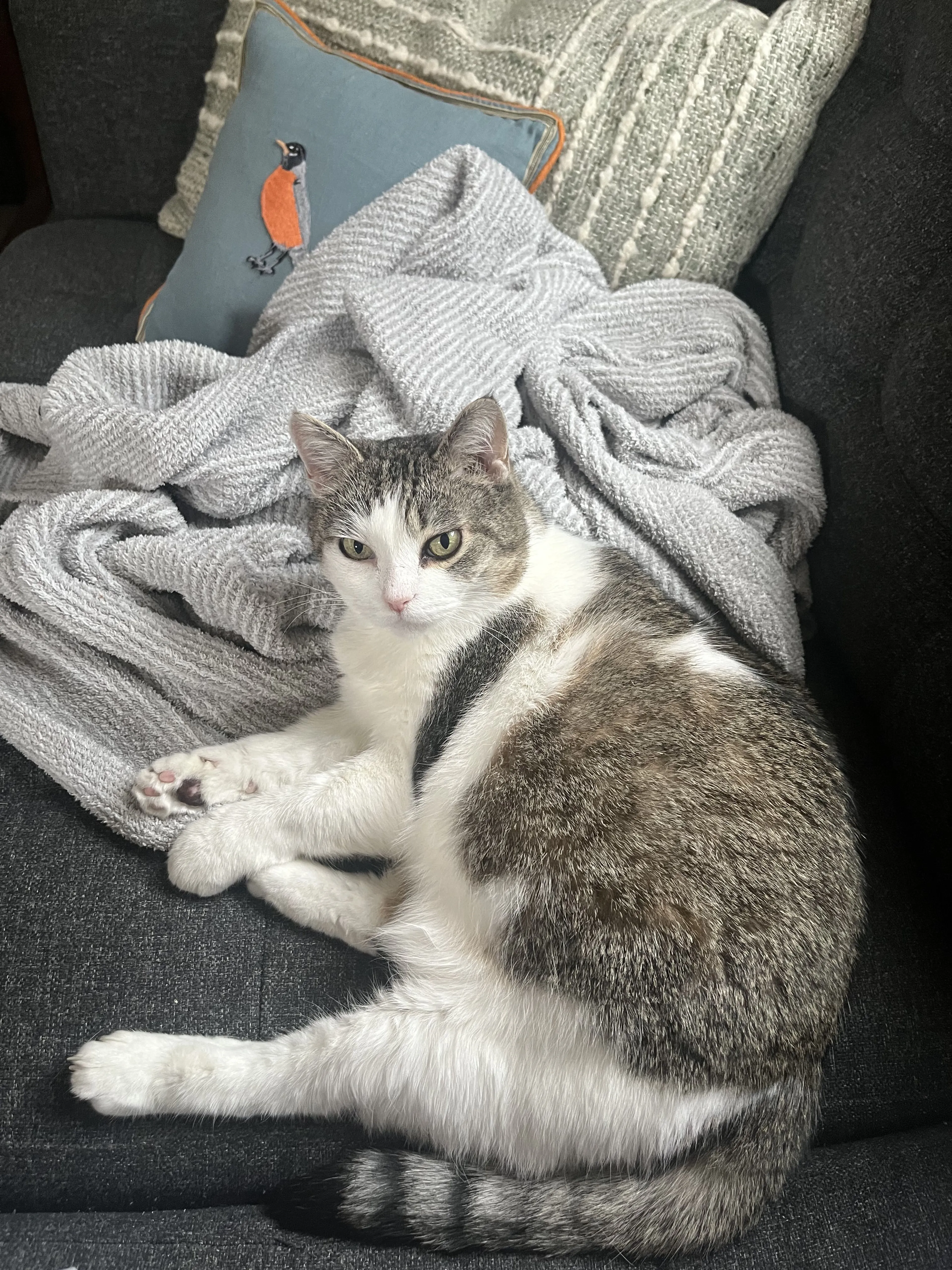 Lost pet-2