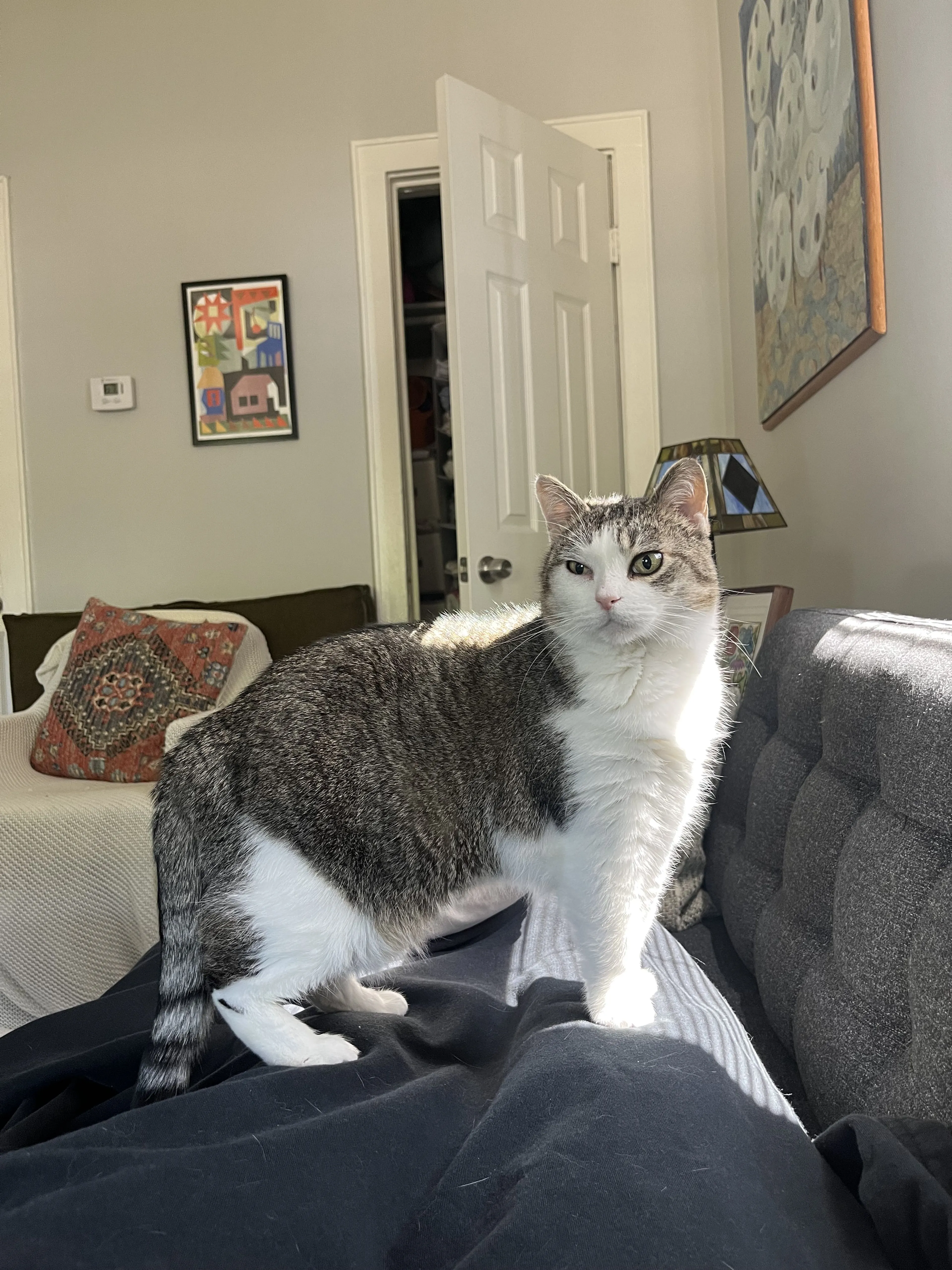 Lost pet-0