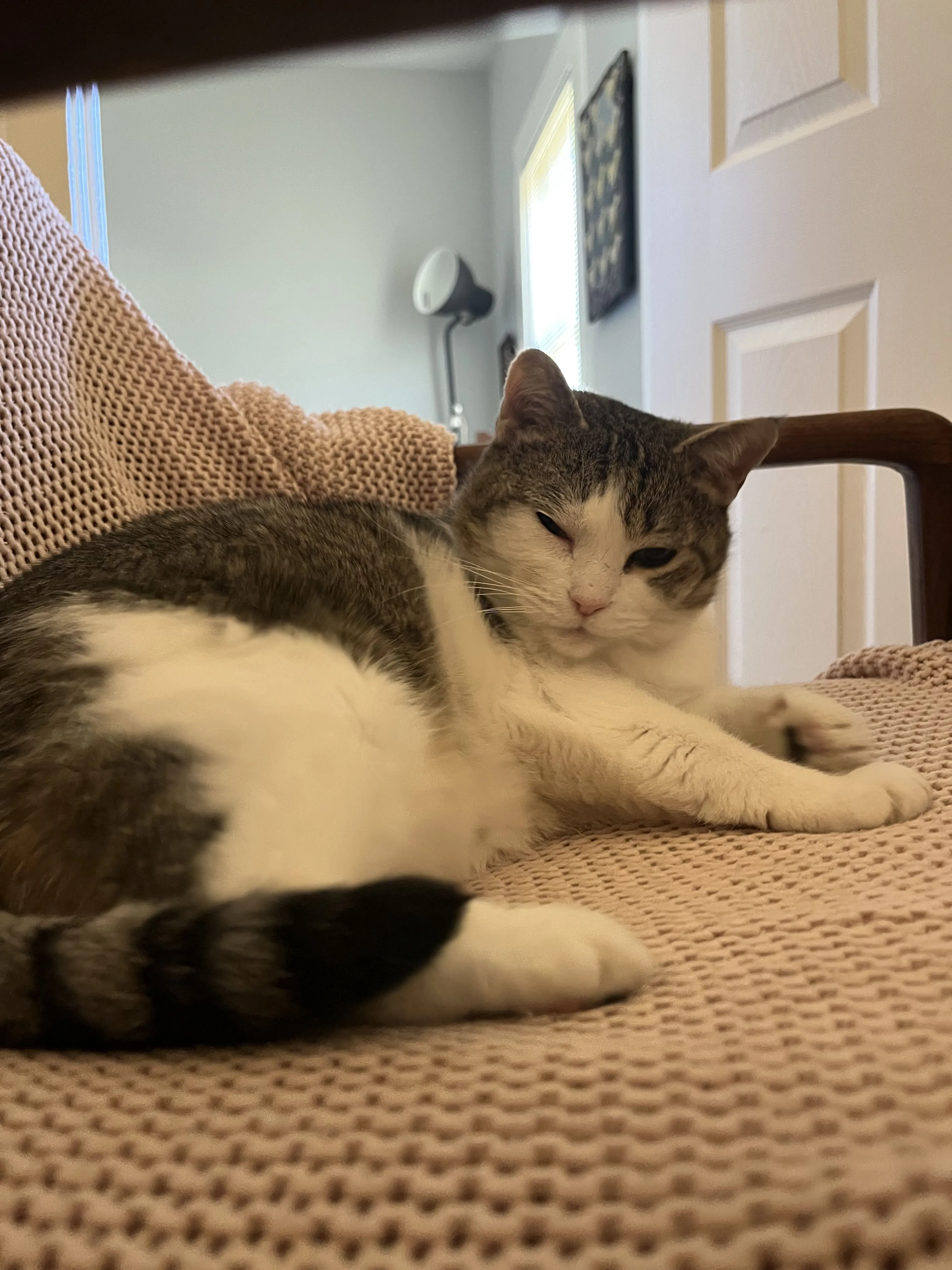 Lost pet-1