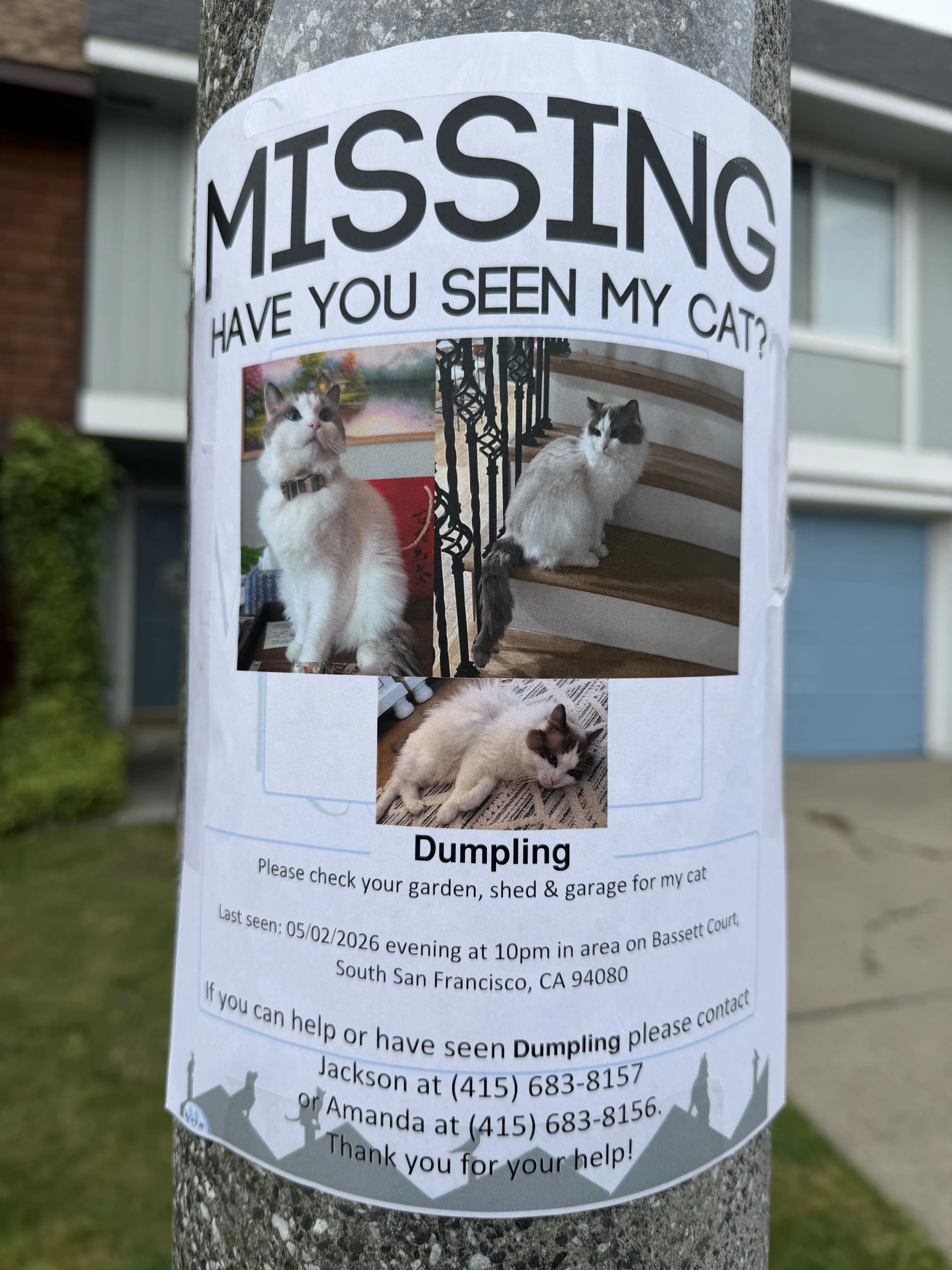 Lost pet