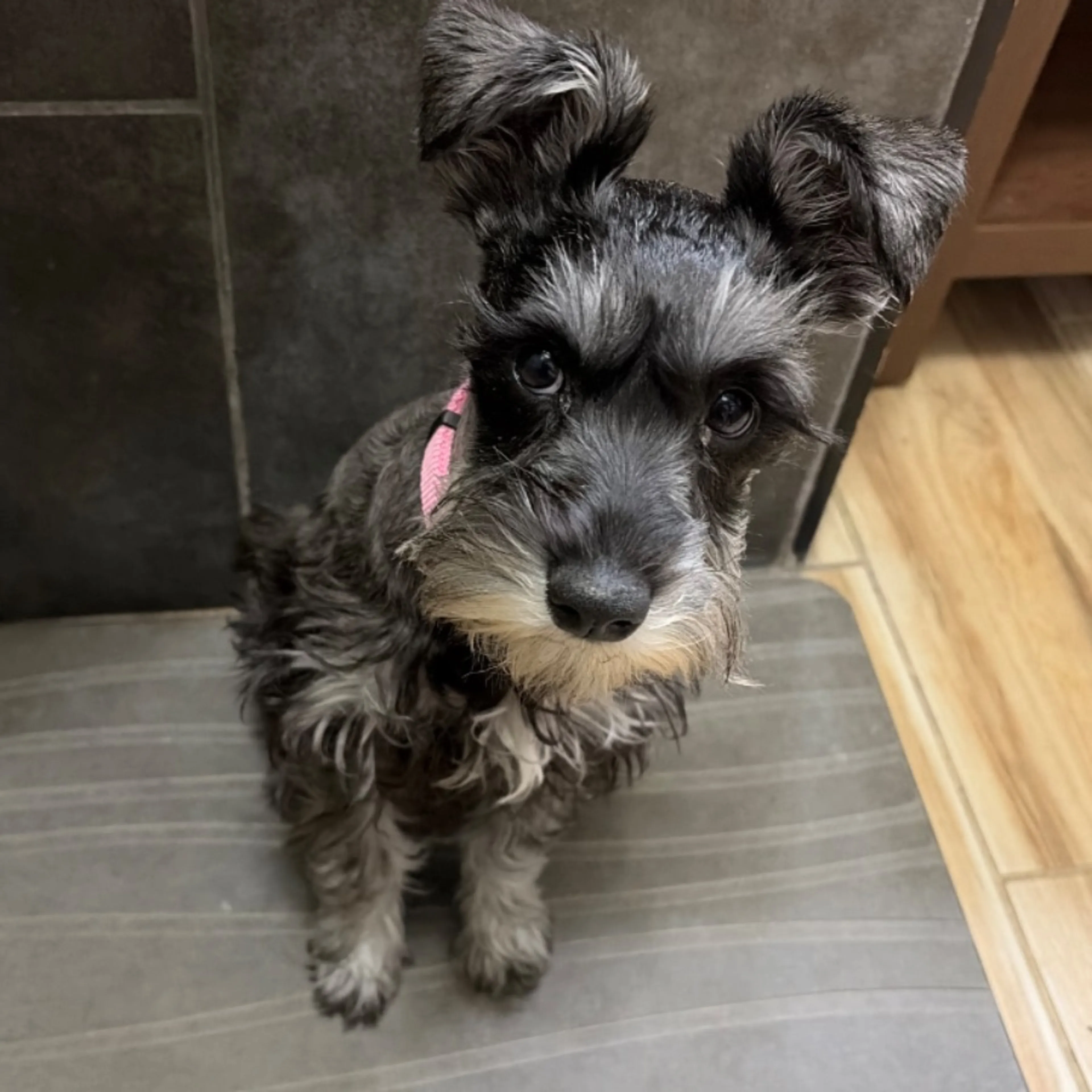 Lost pet