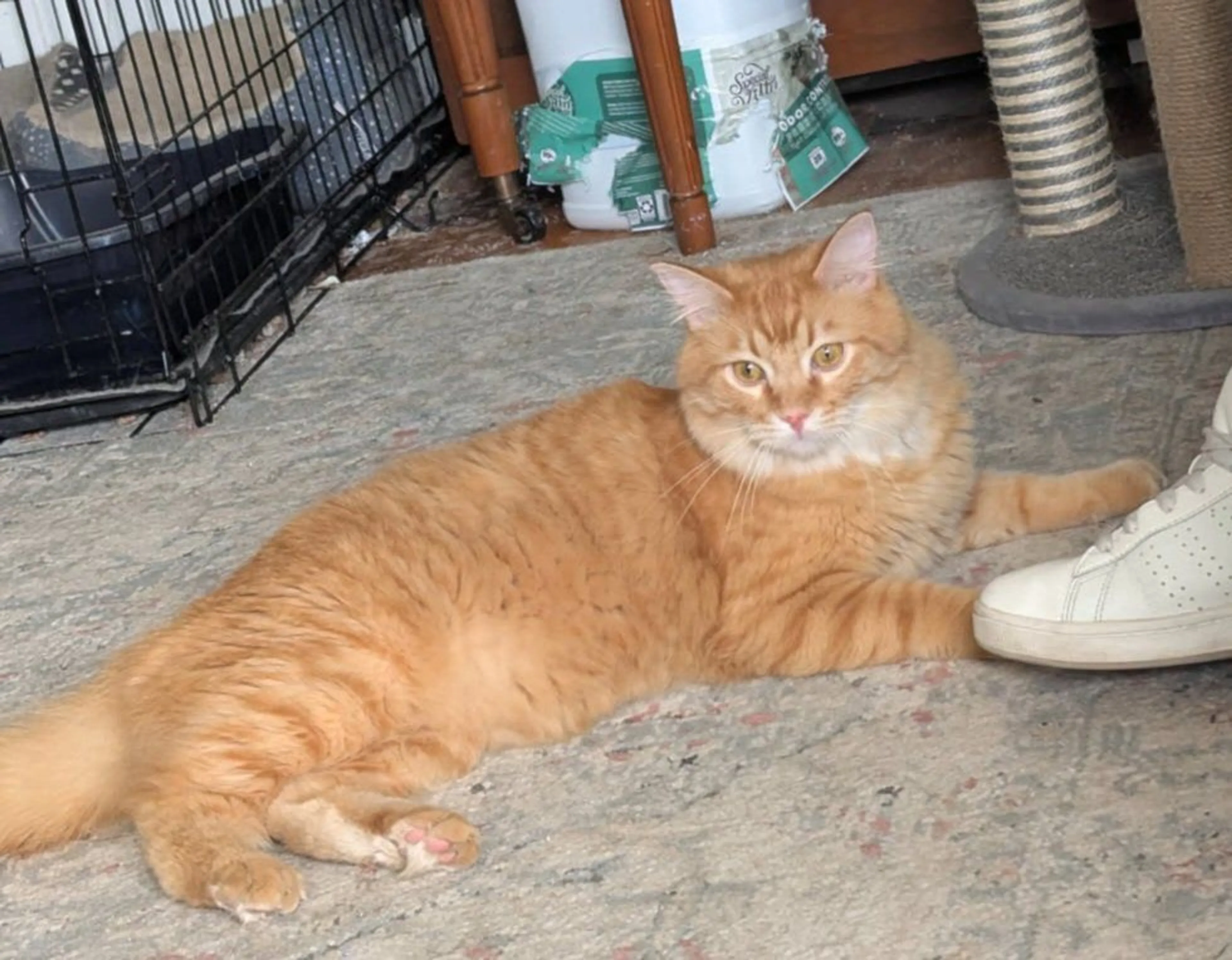 Lost pet