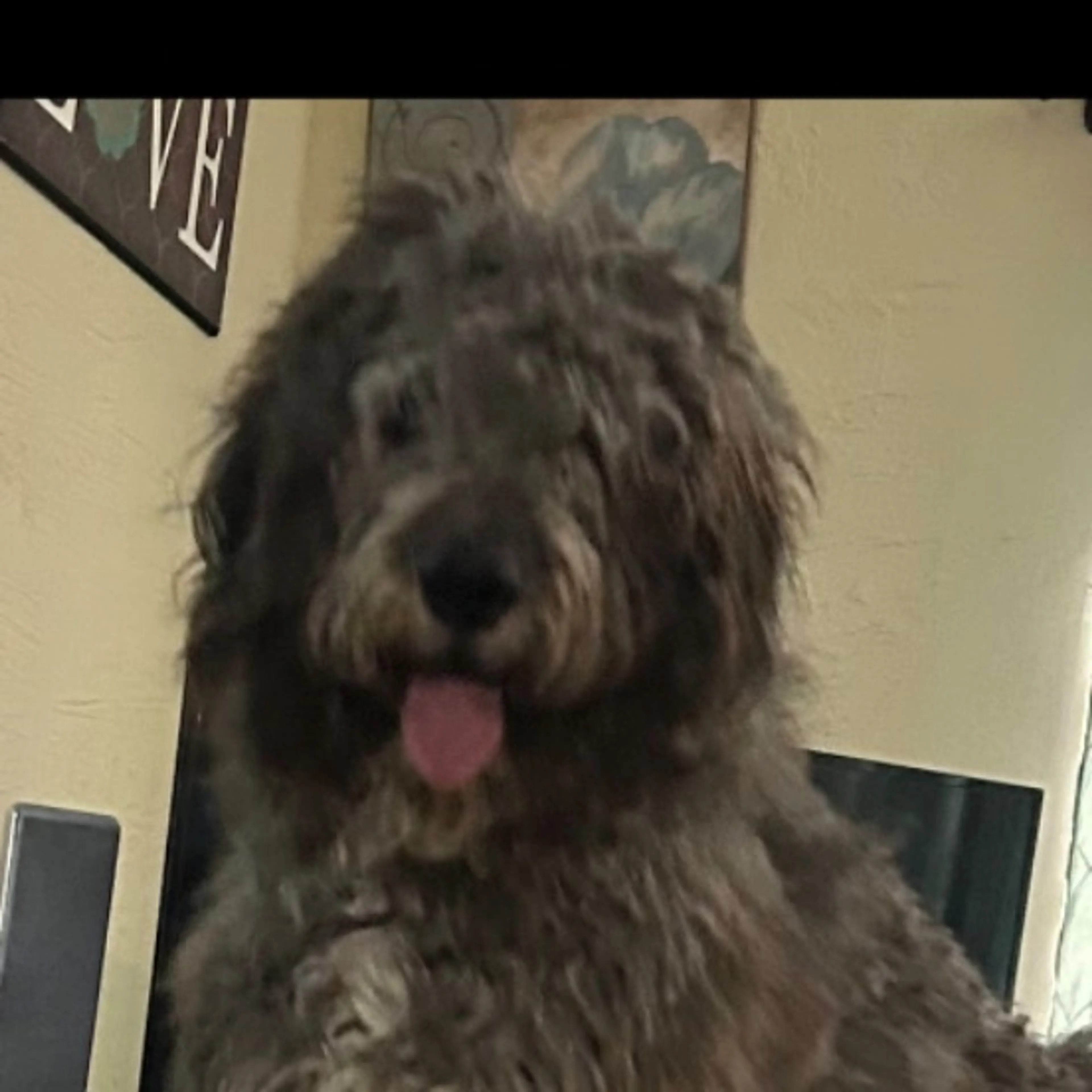 Lost pet