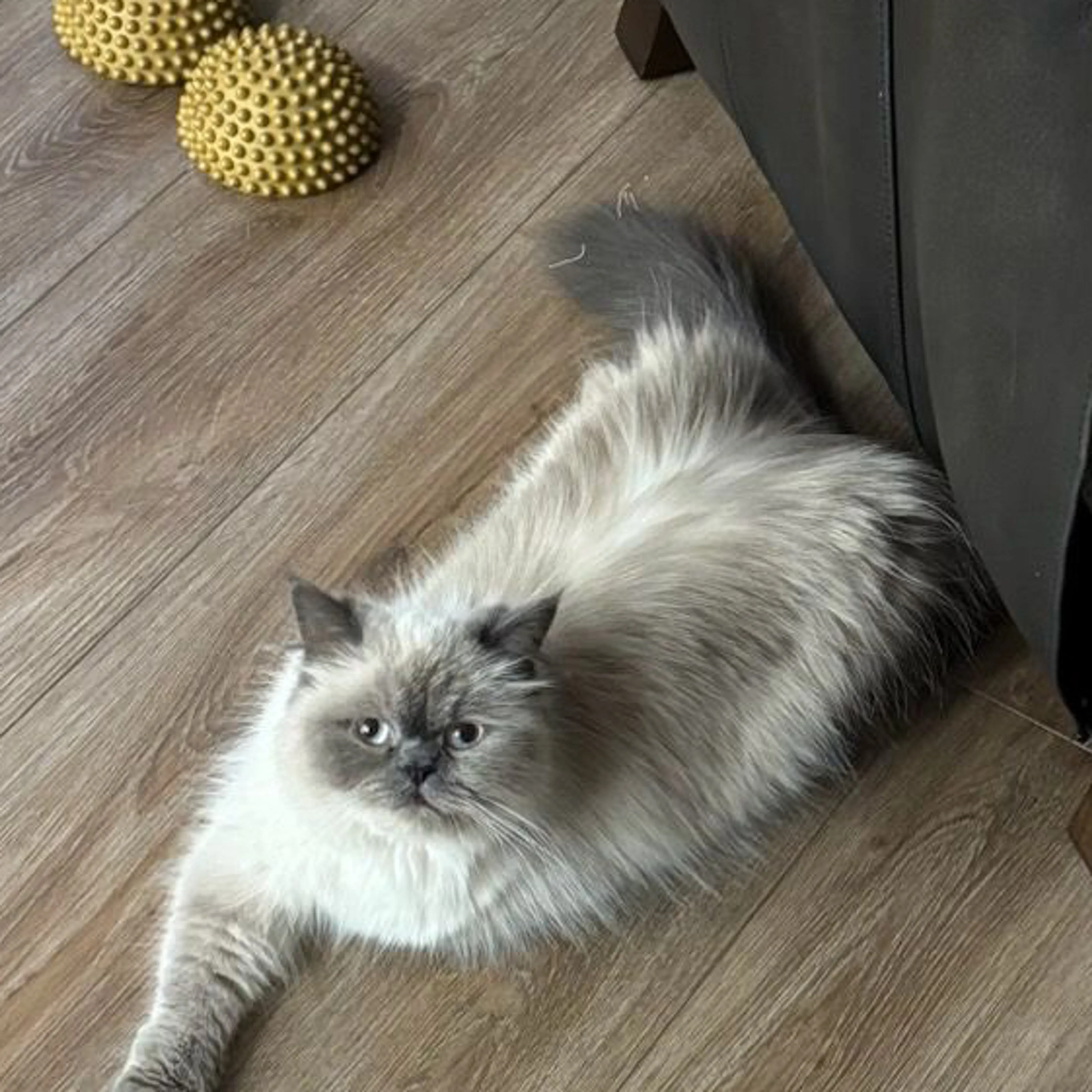 Lost pet-2
