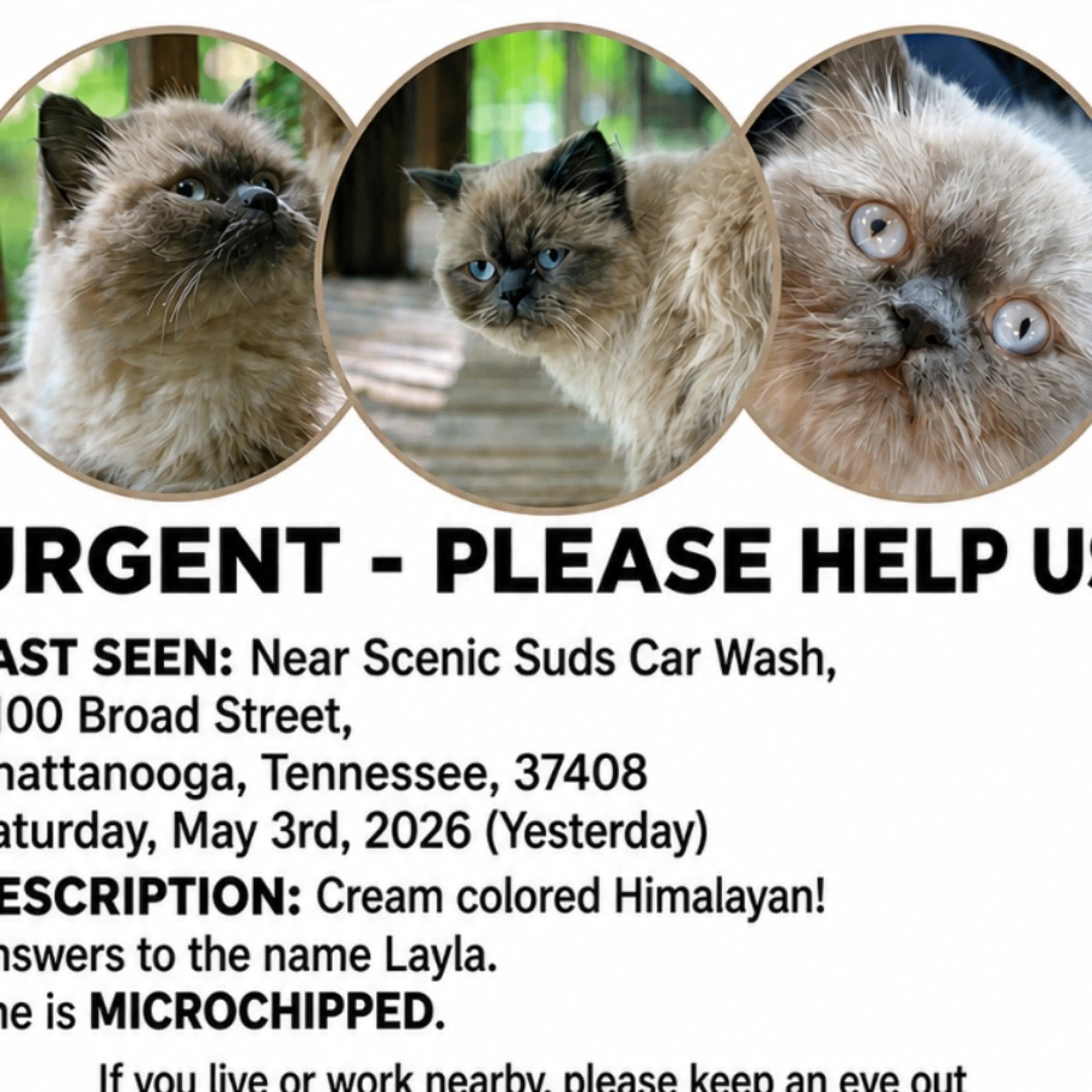 Lost pet-0