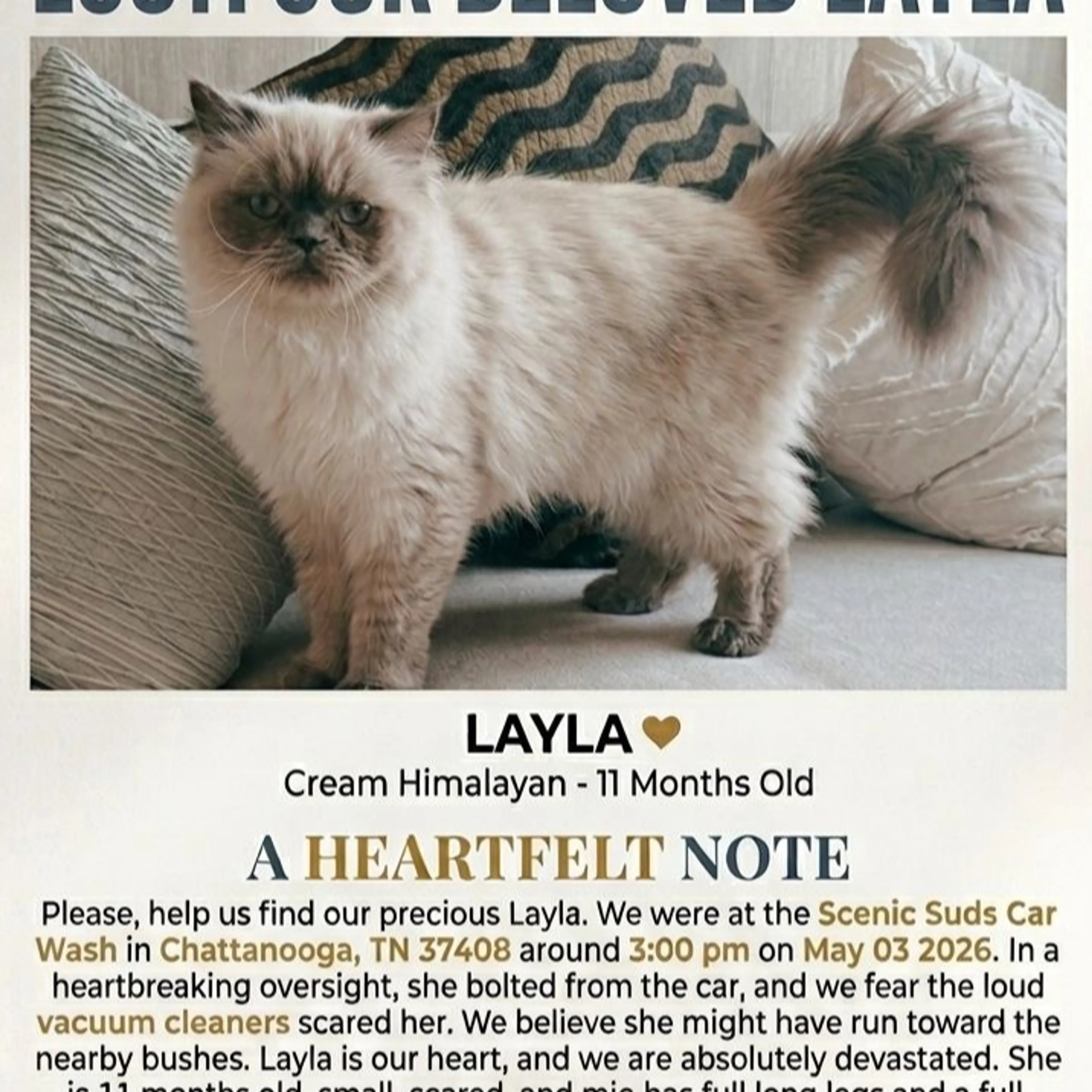 Lost pet-1