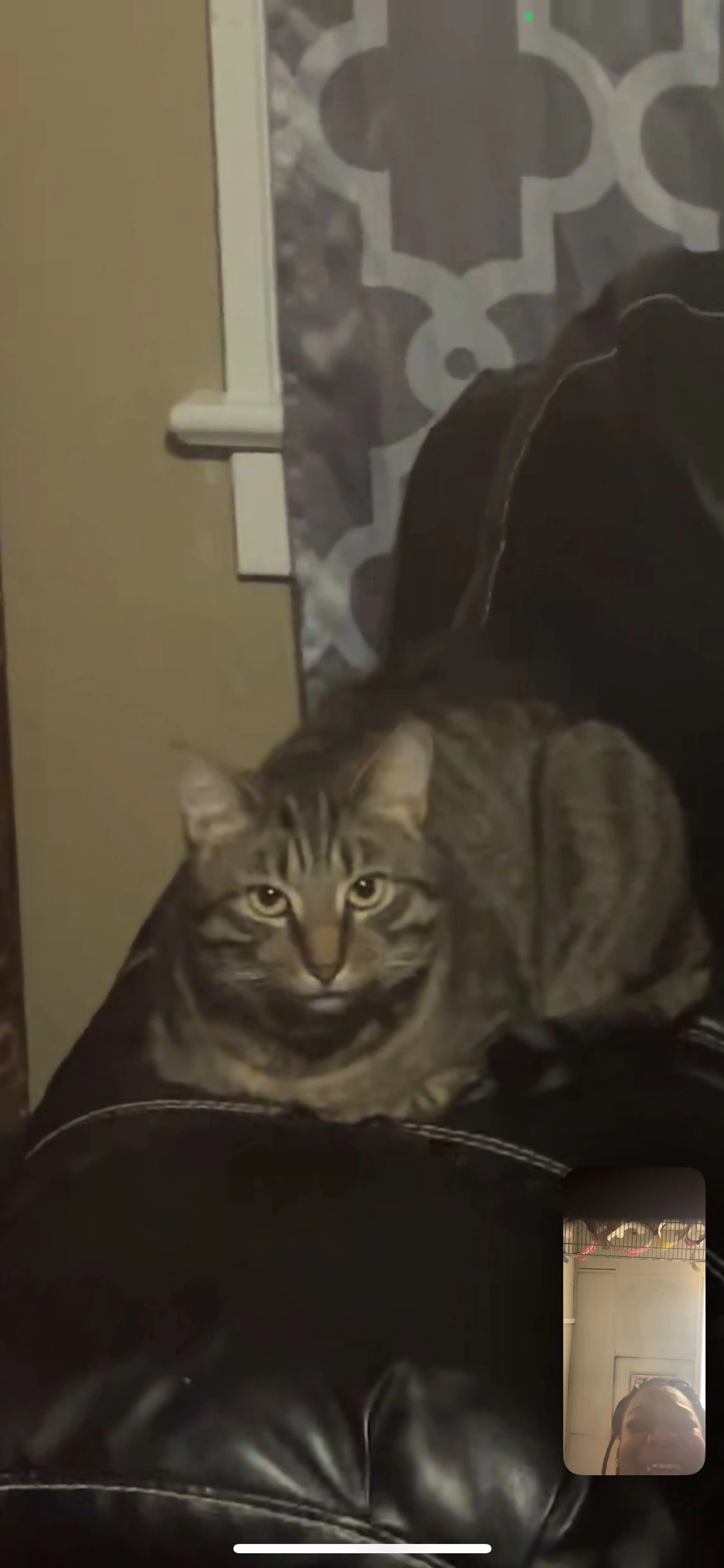 Lost pet