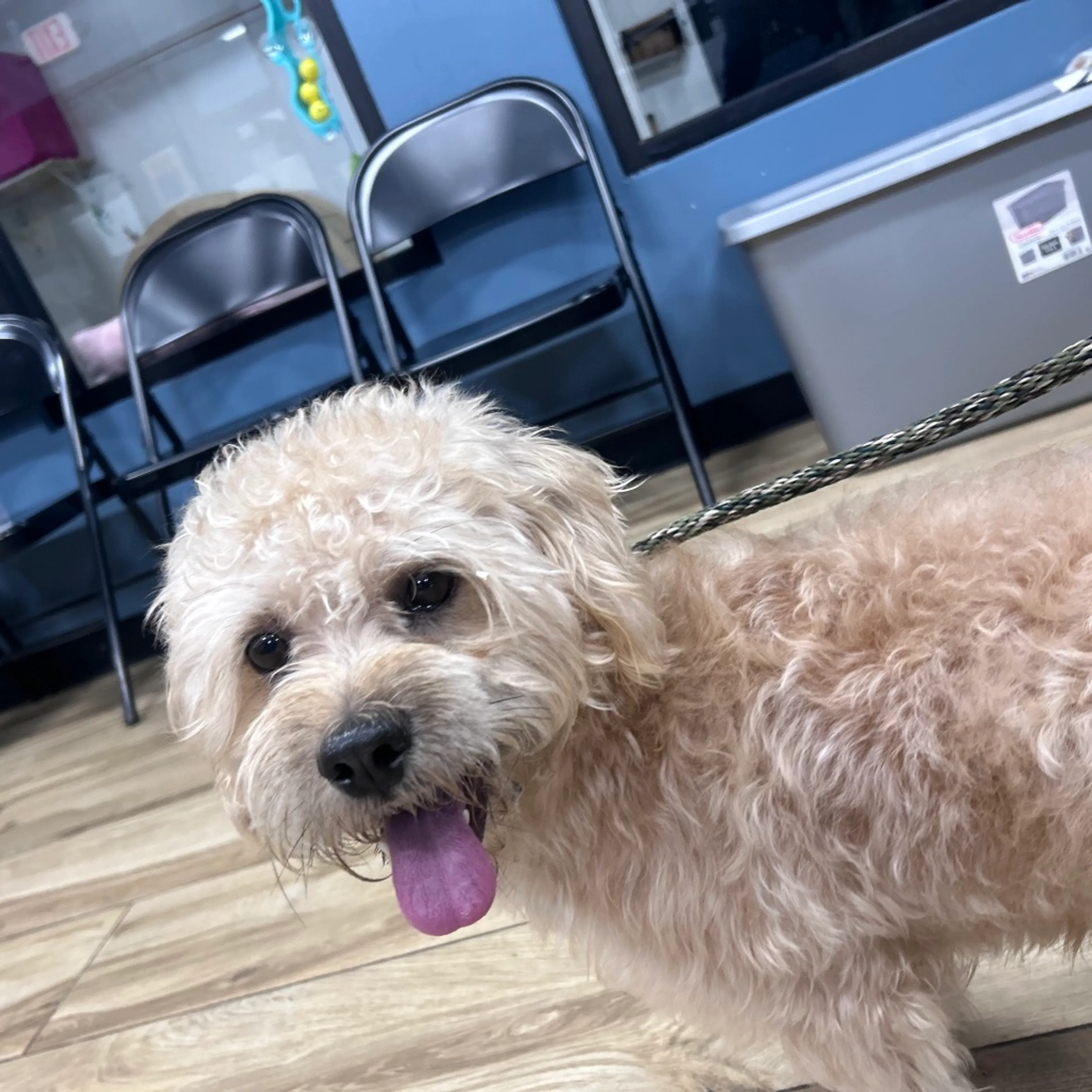 Found pet