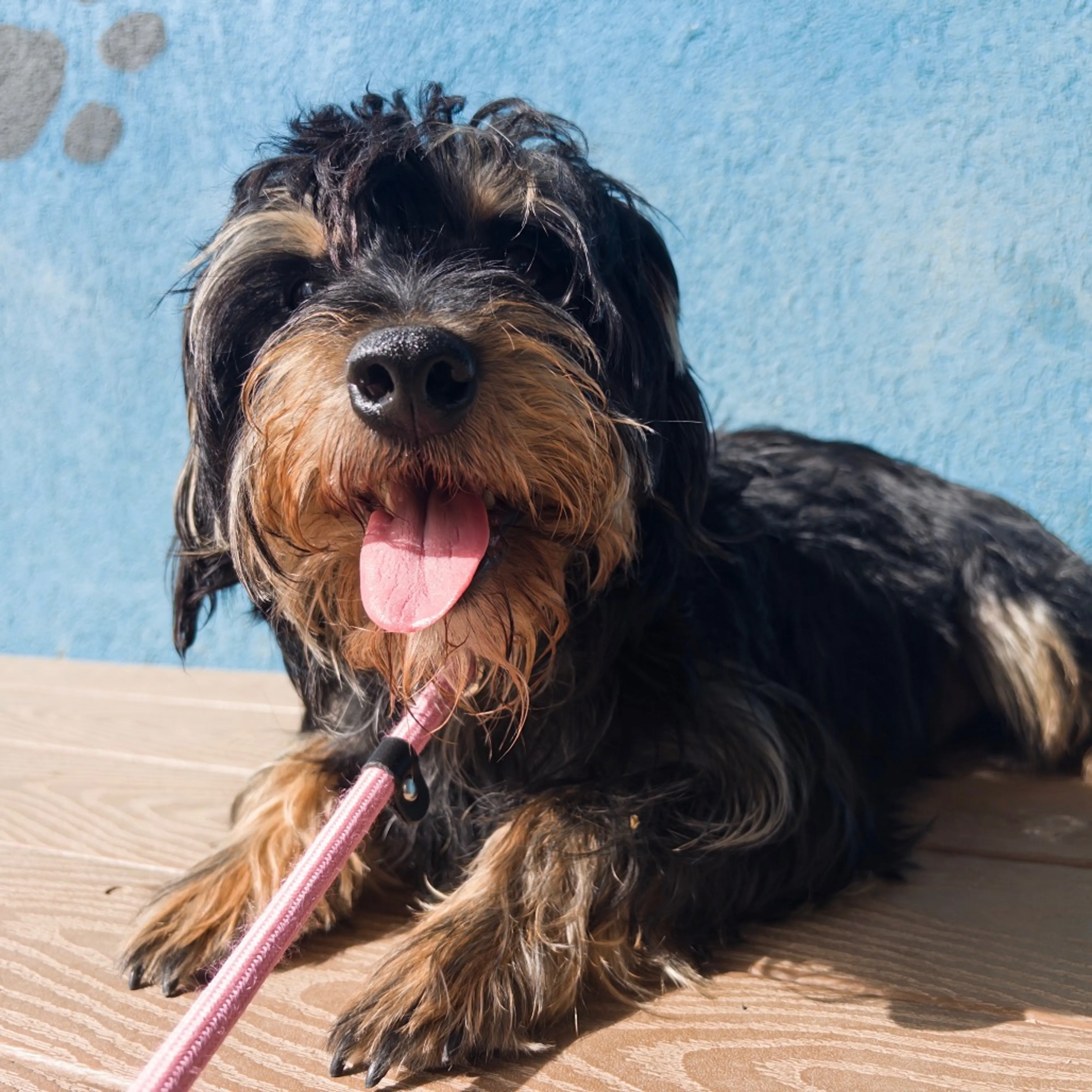 Found pet-1