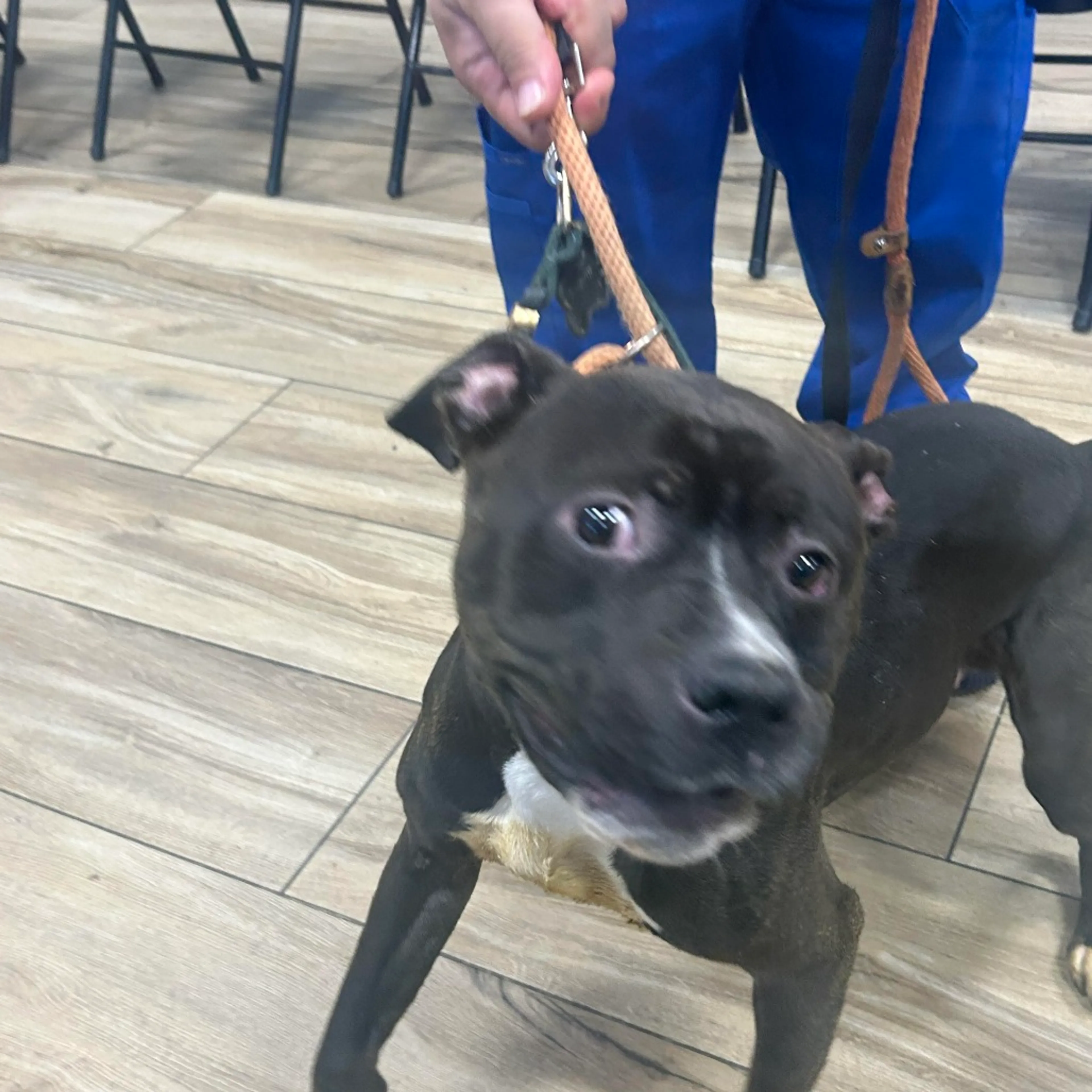 Found pet