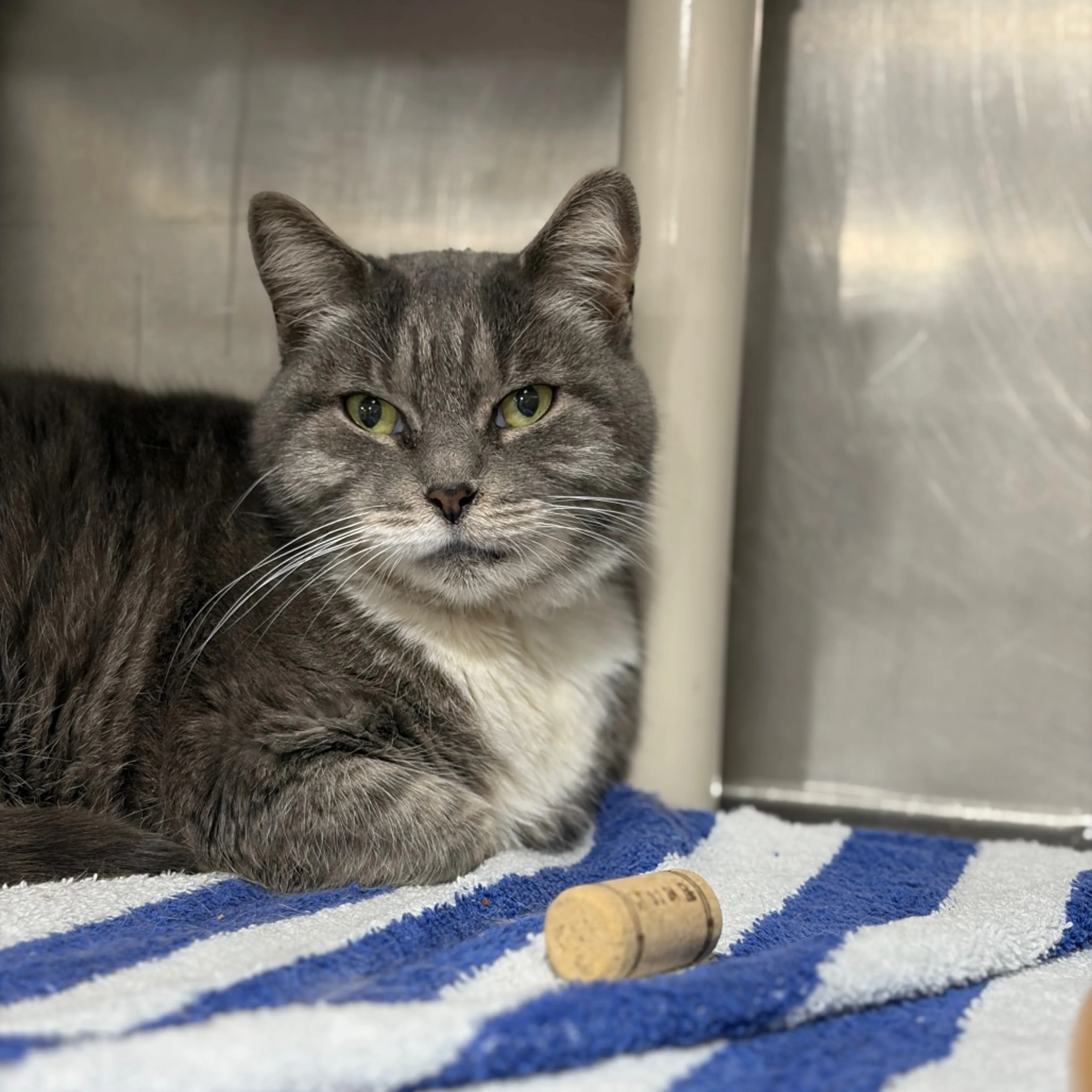 Found pet-2
