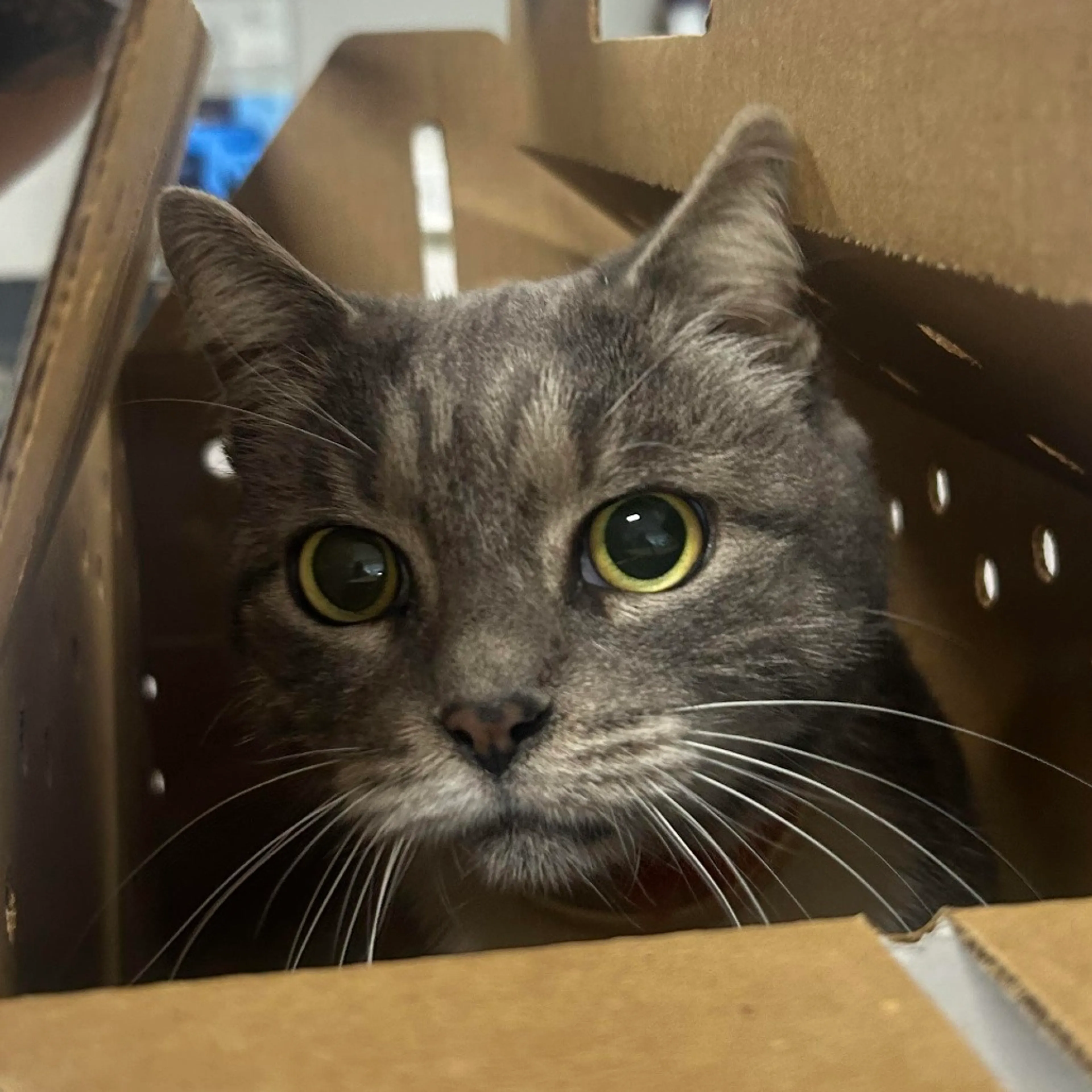 Found pet-1