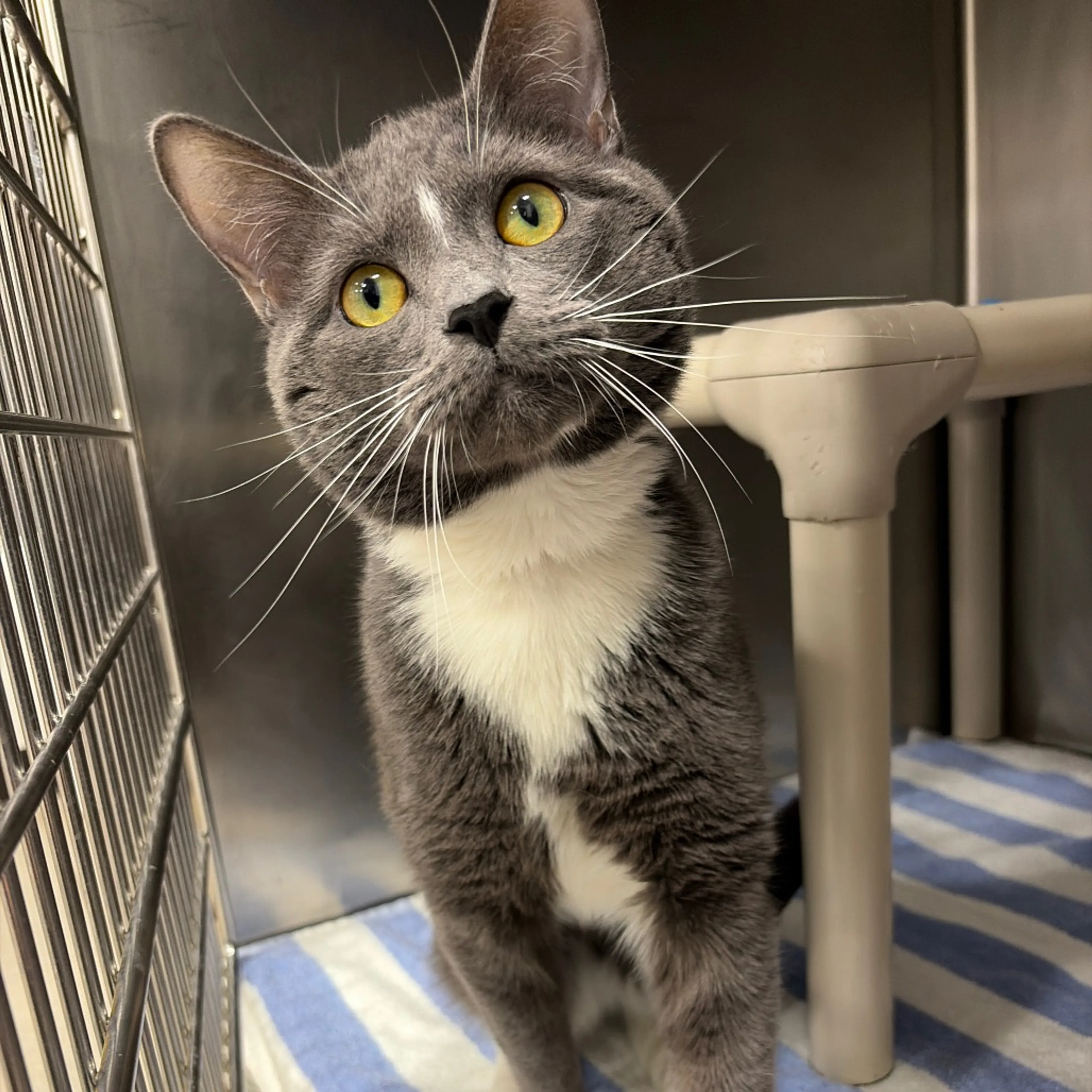 Found pet-5