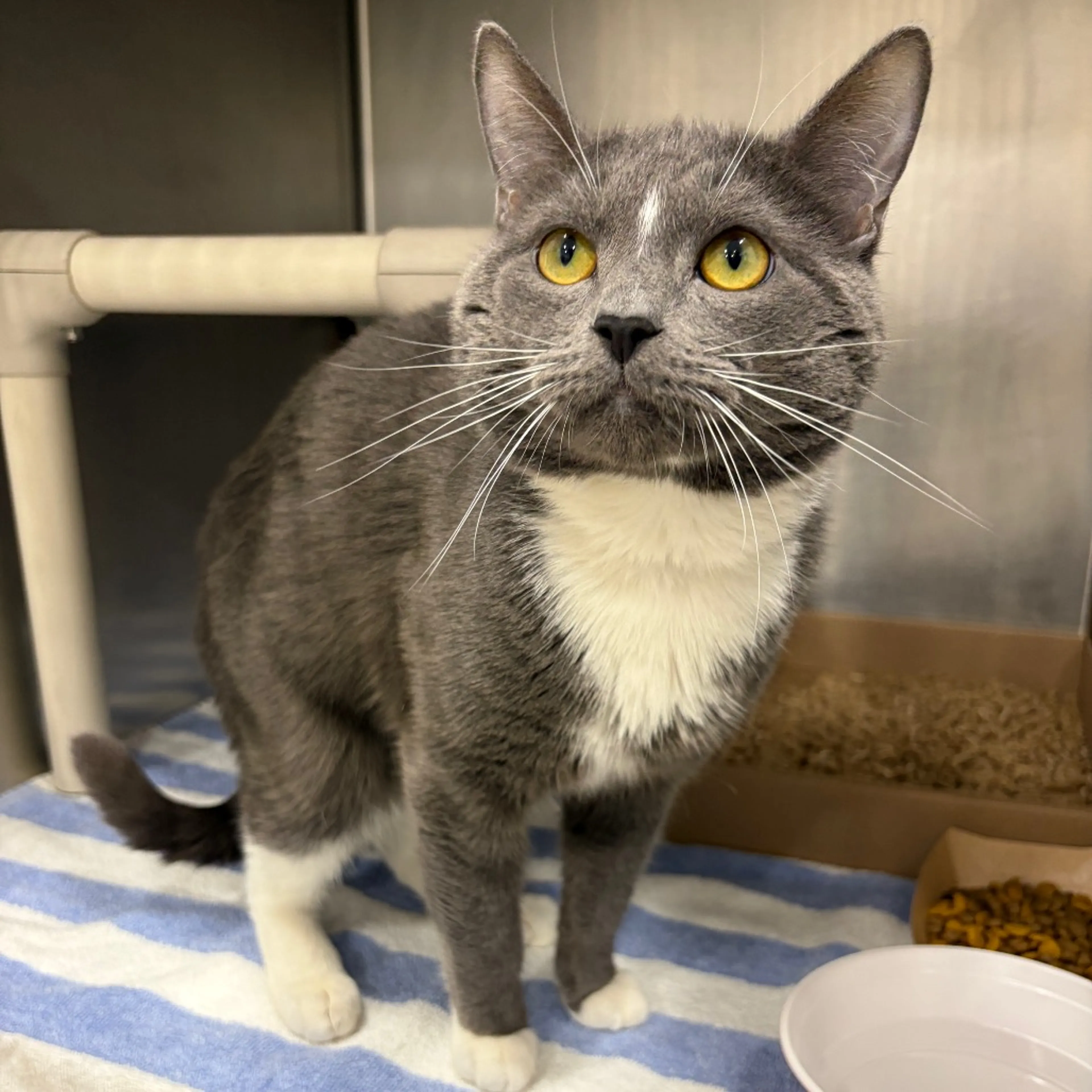 Found pet-3