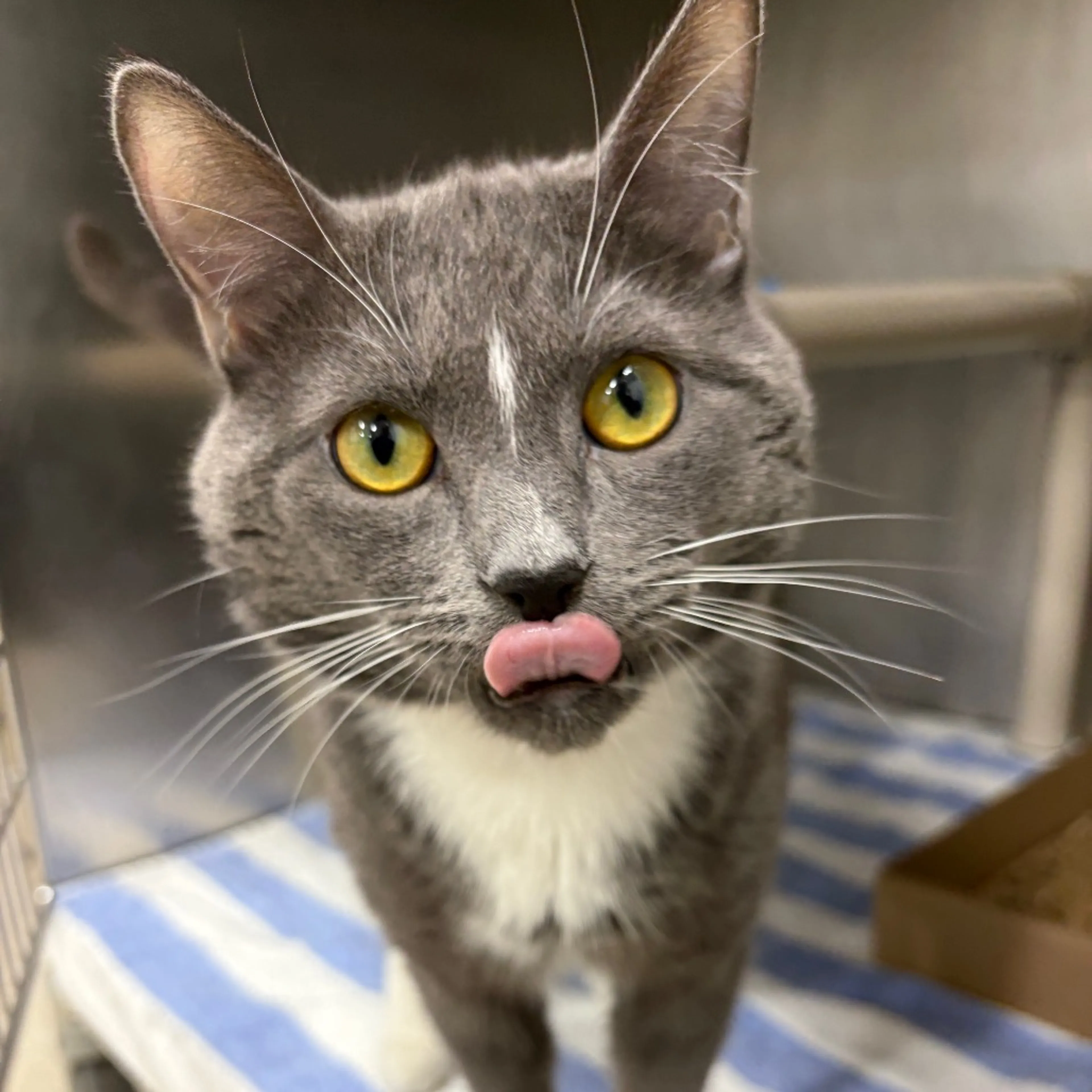 Found pet-2
