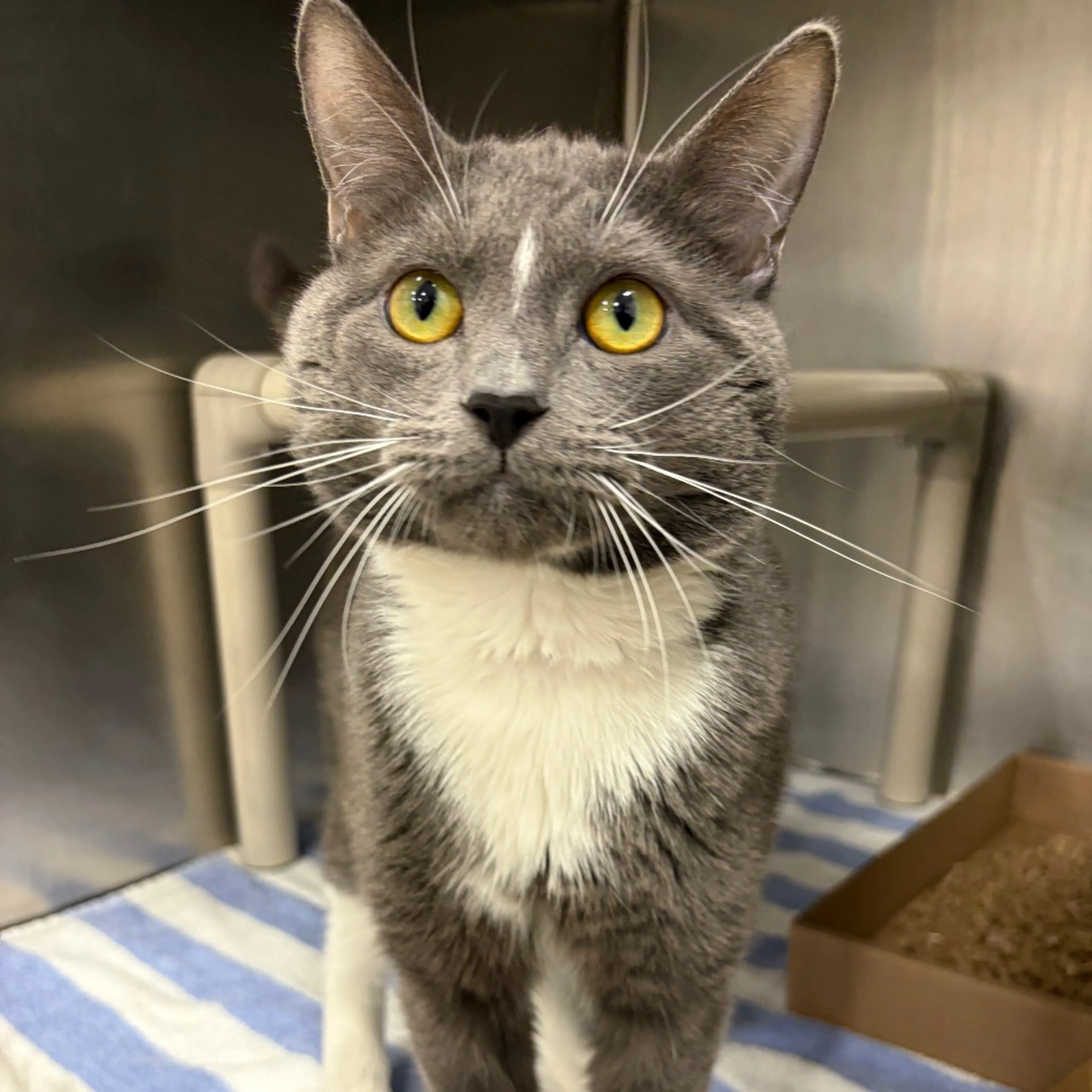 Found pet-1