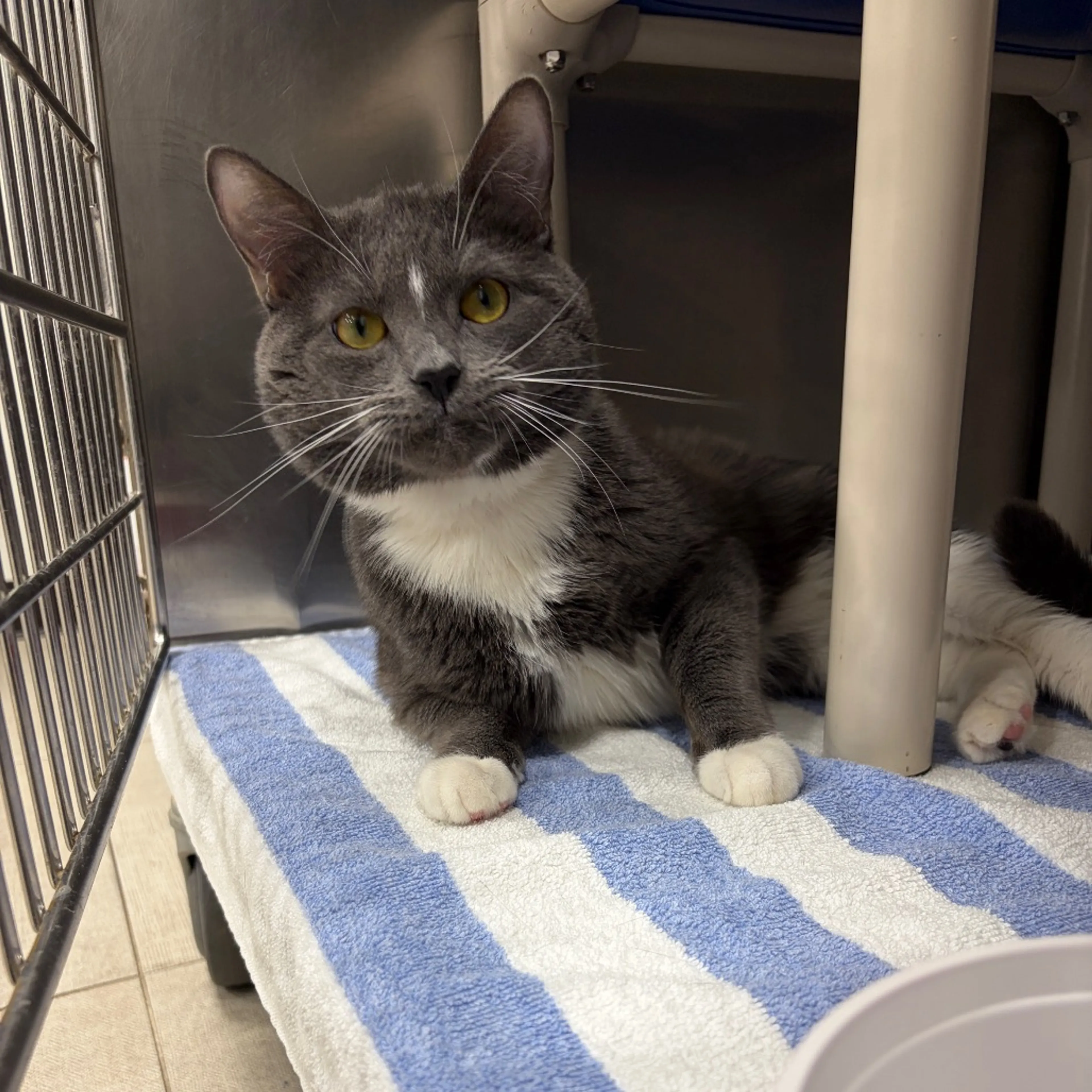 Found pet-4