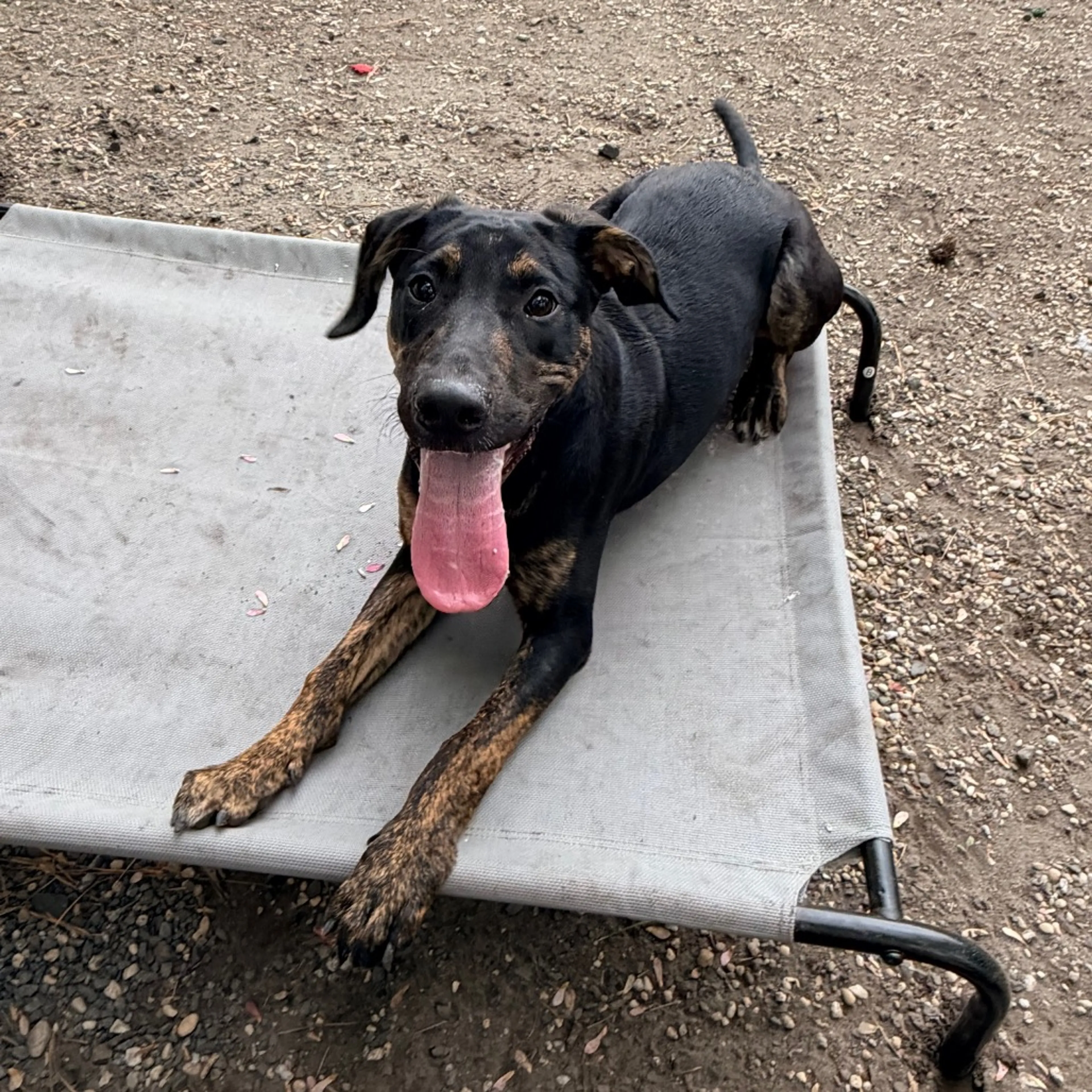 Found pet-3