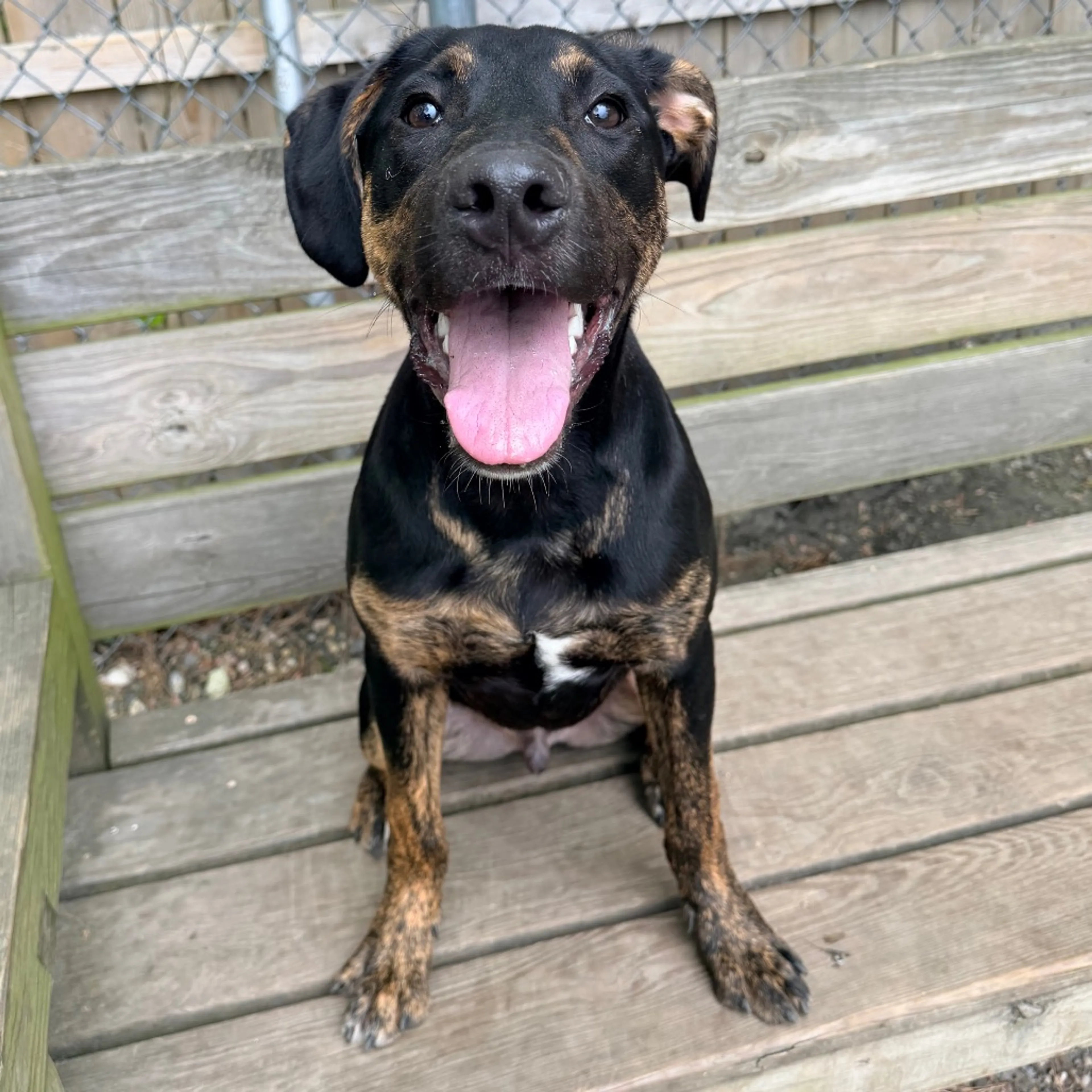 Found pet-4