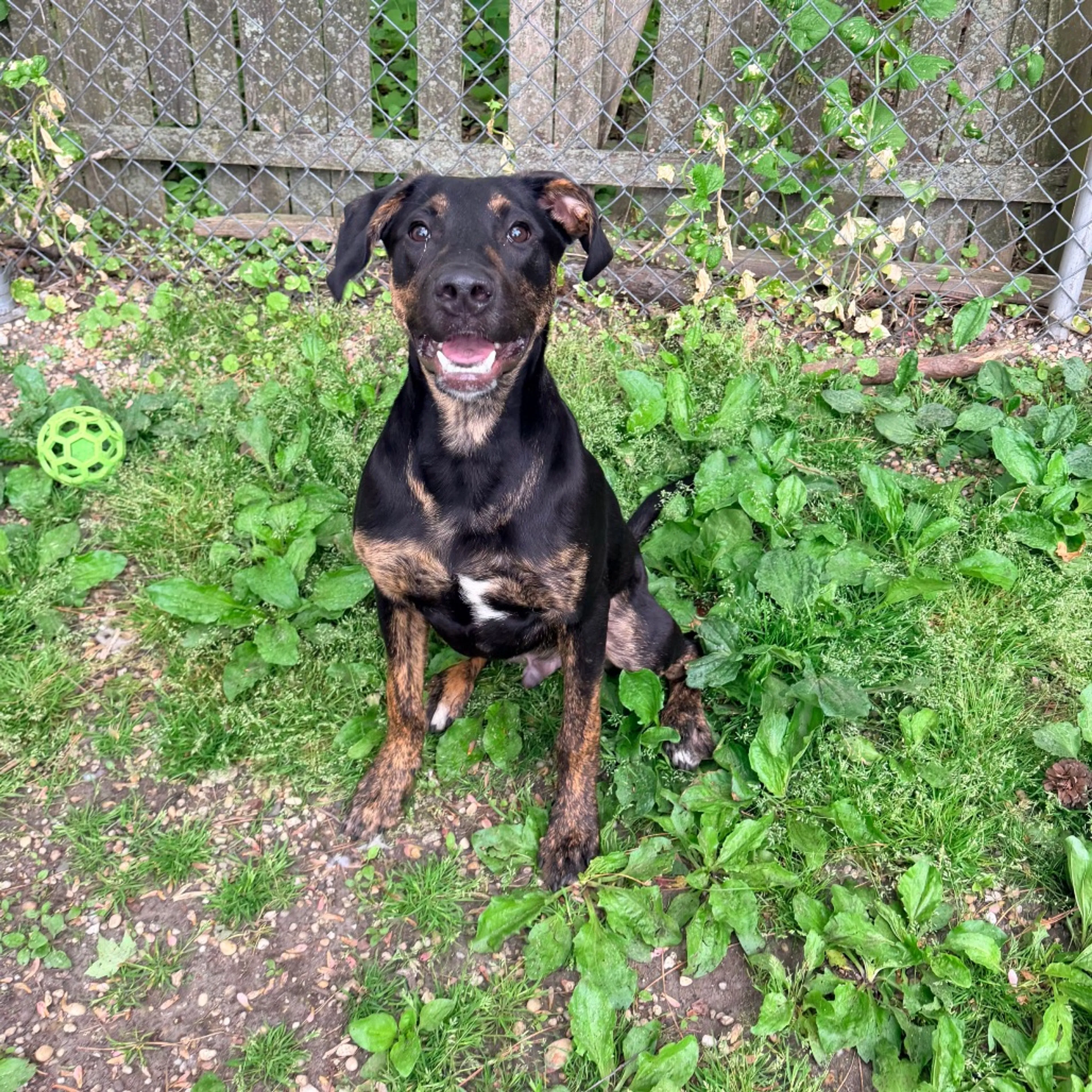 Found pet-2