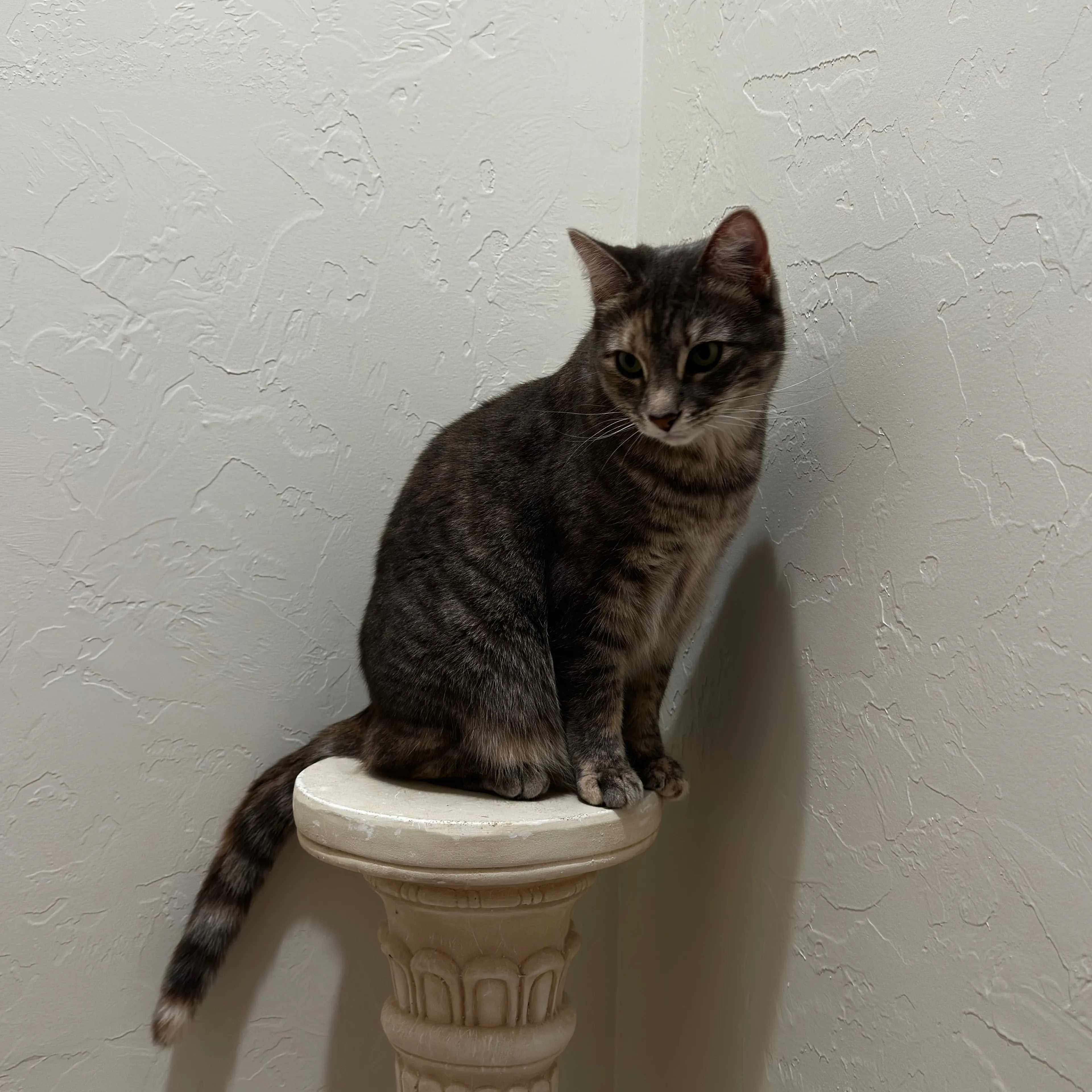 Lost pet-1