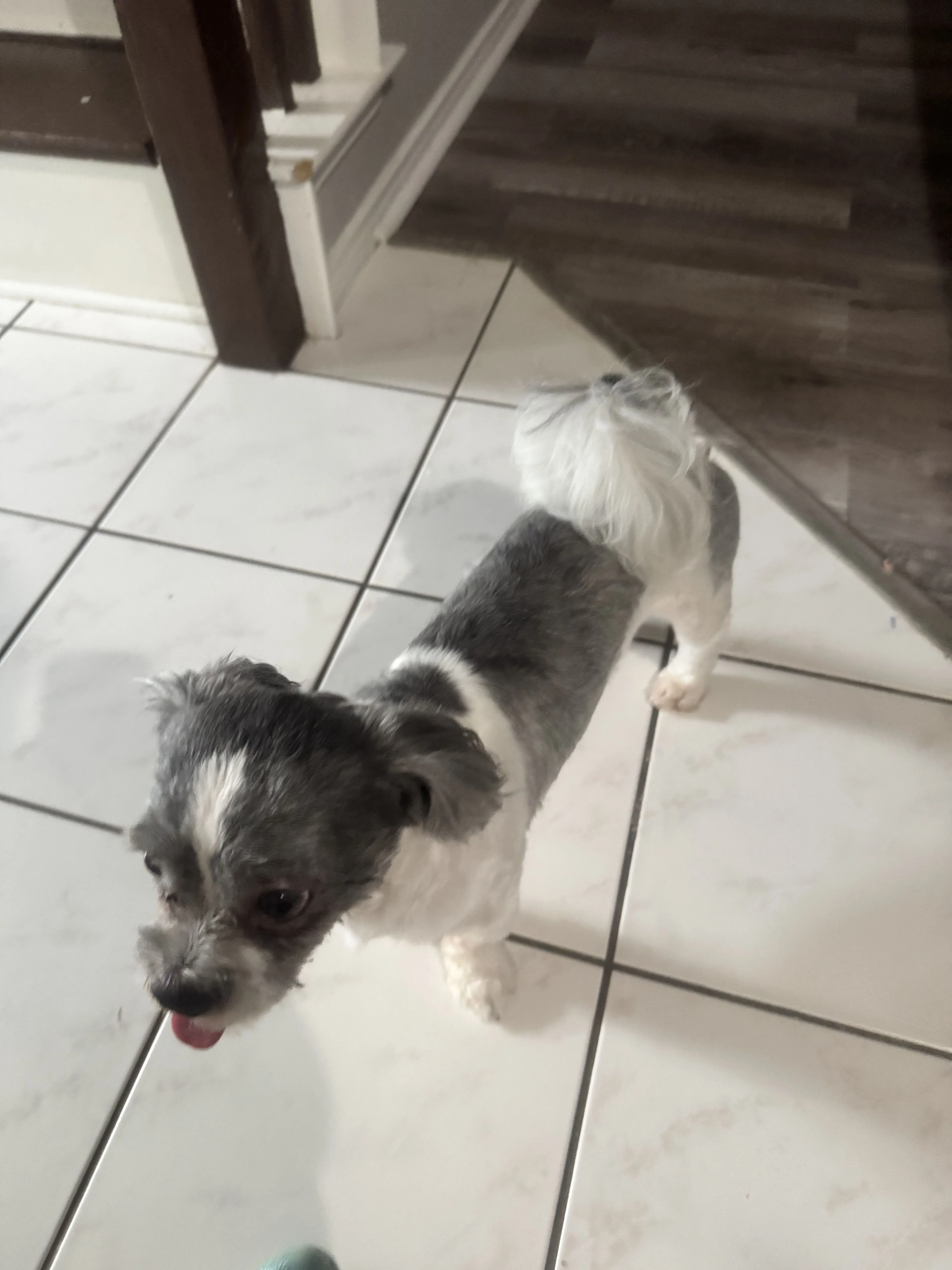Lost pet