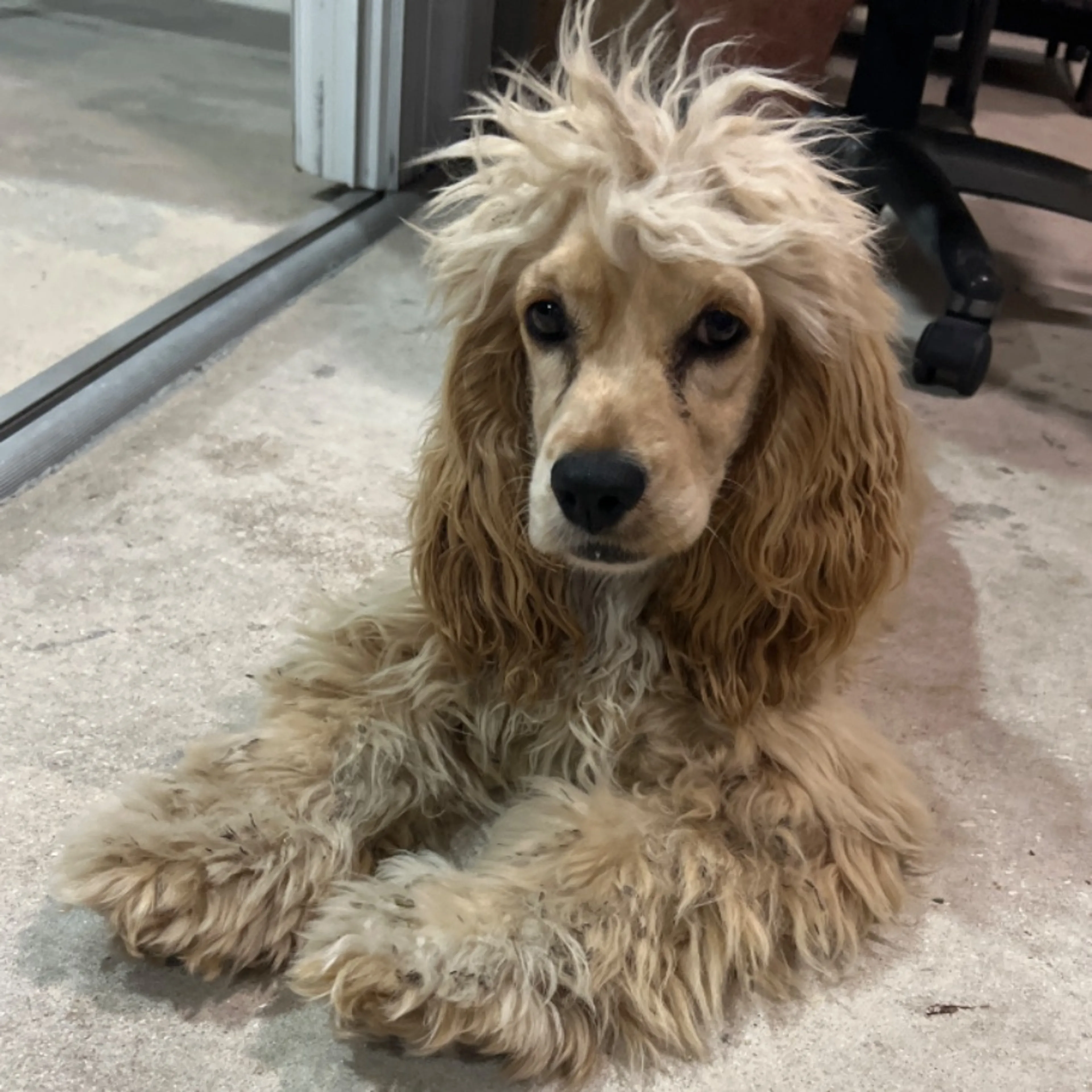 Found pet